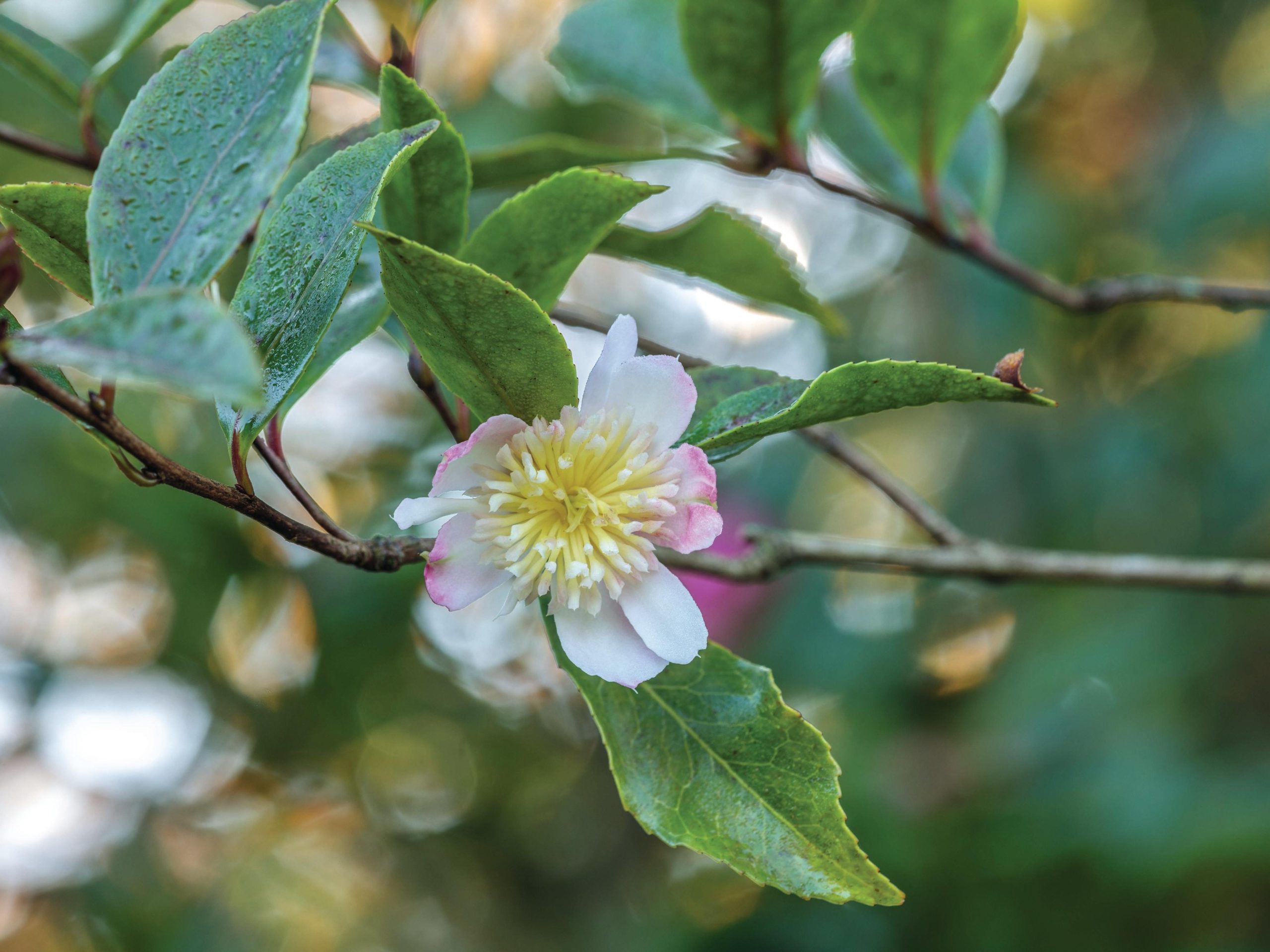 White flower
