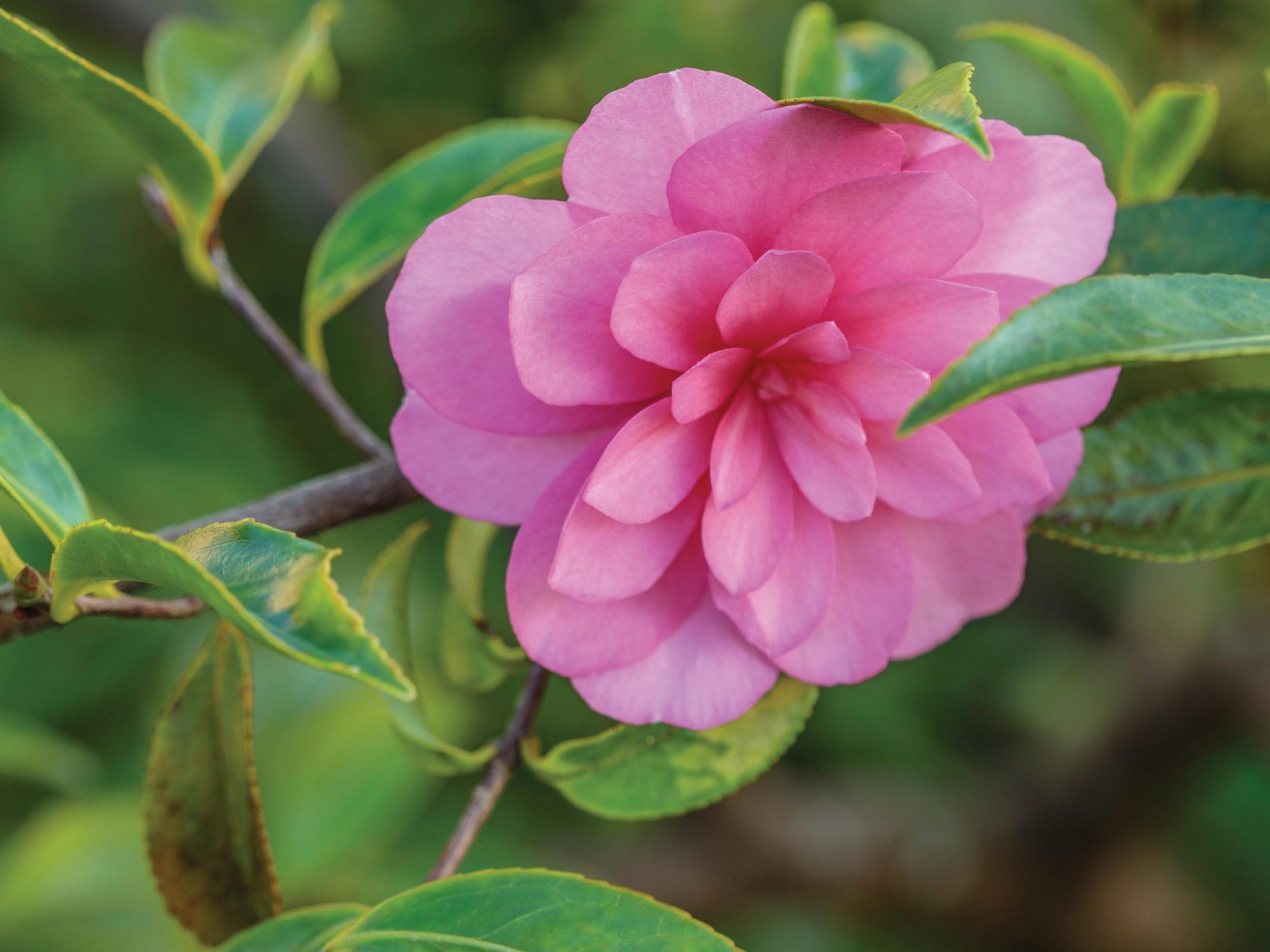Pink flower