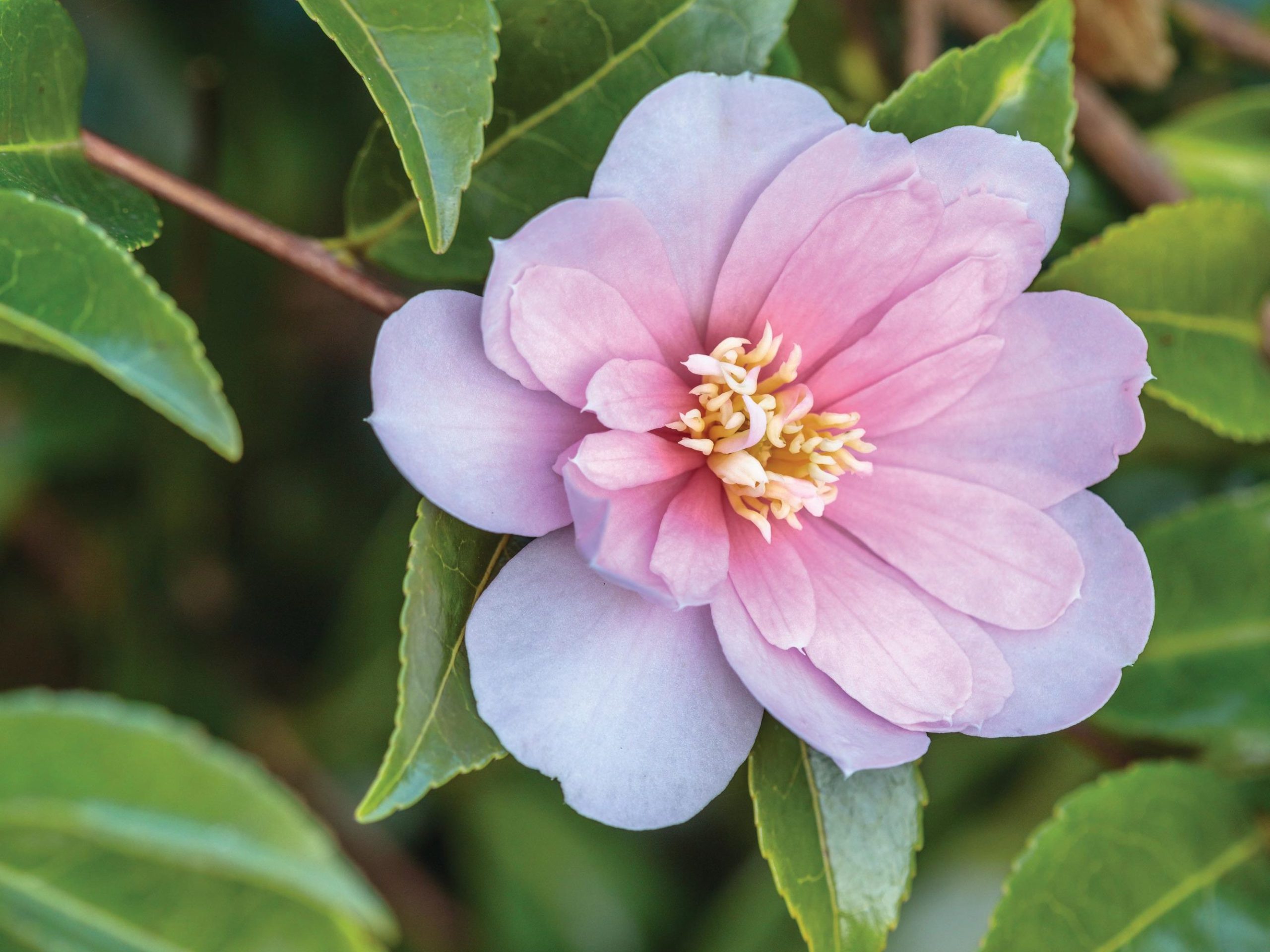 Pink flower