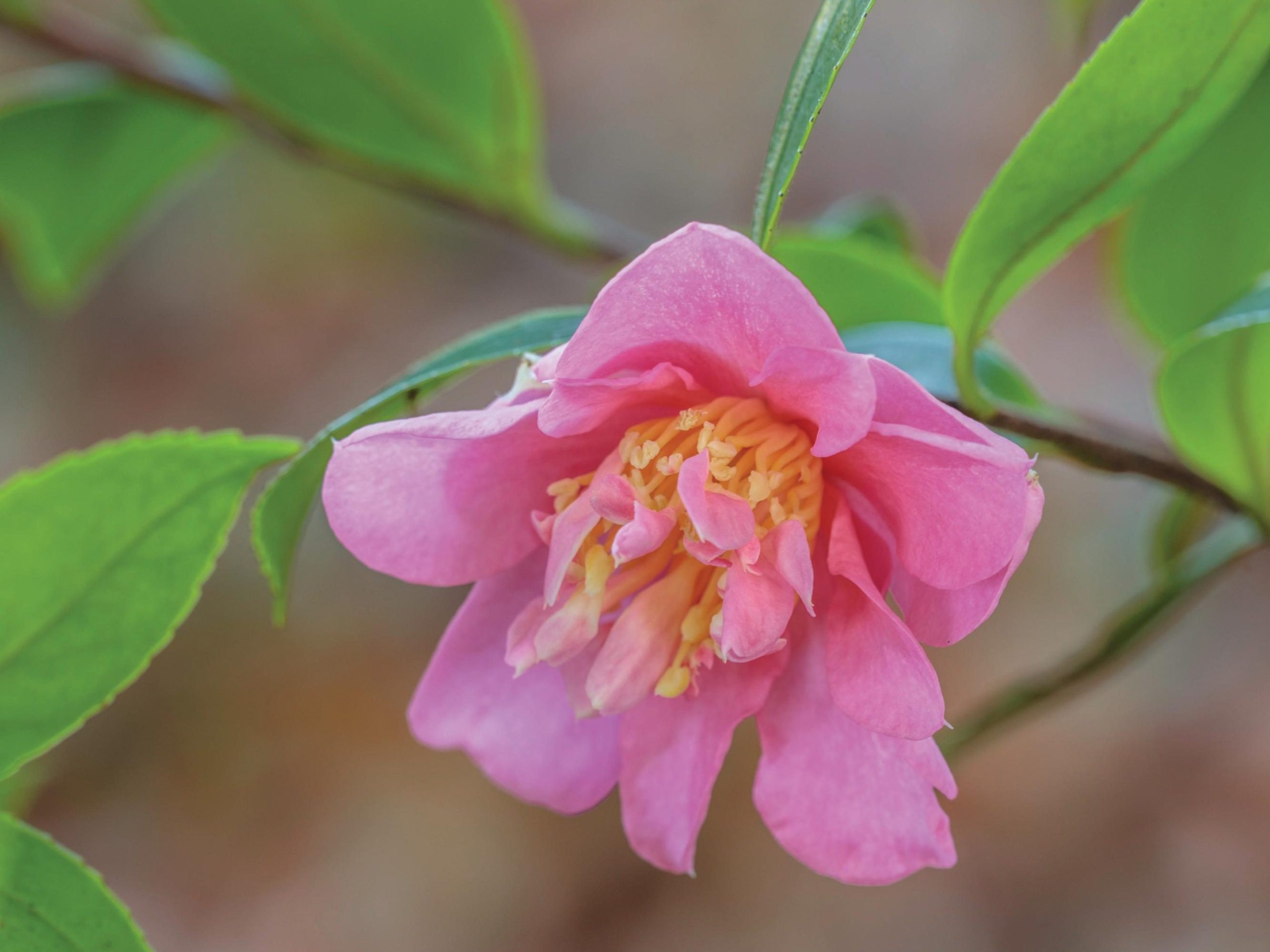 Pink flower