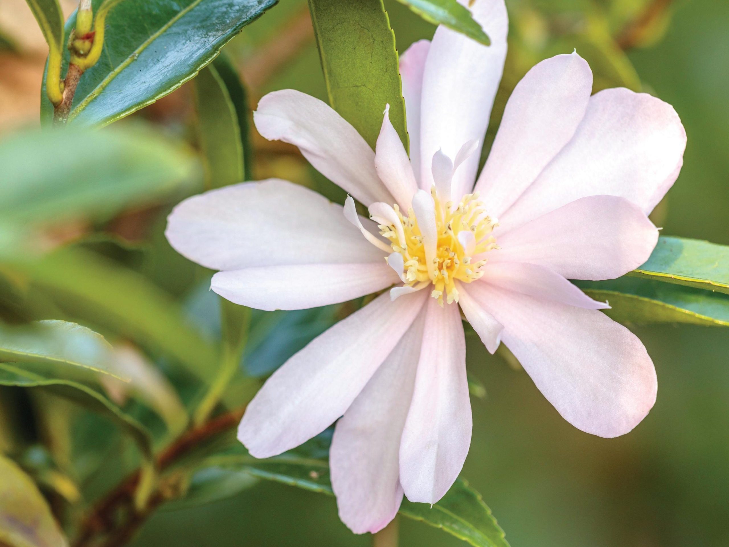 White flower