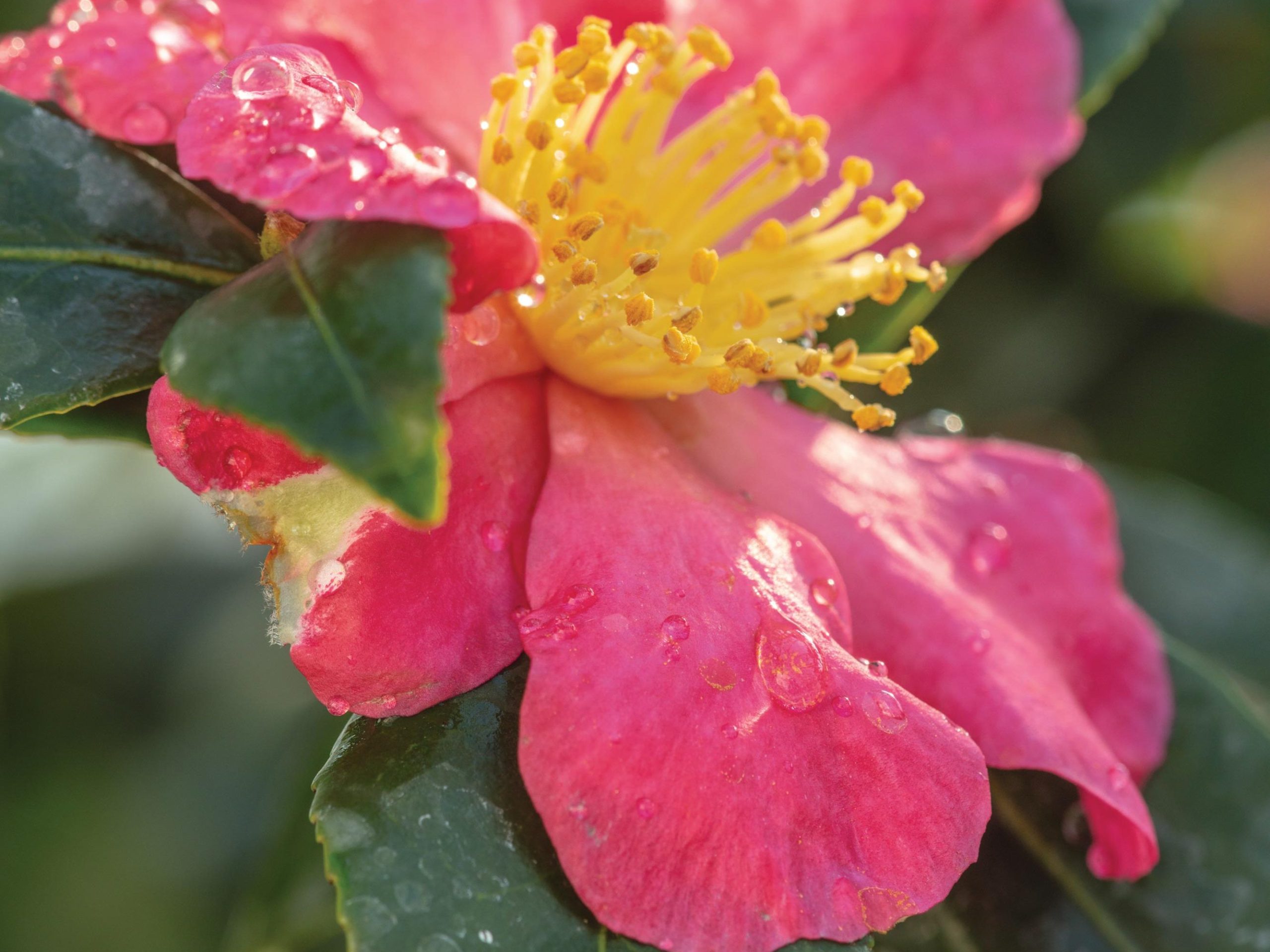 Pink Flower