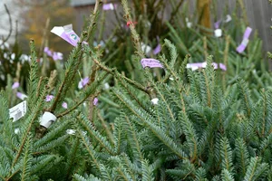 Christmas trees for sale Christmas trees for sale