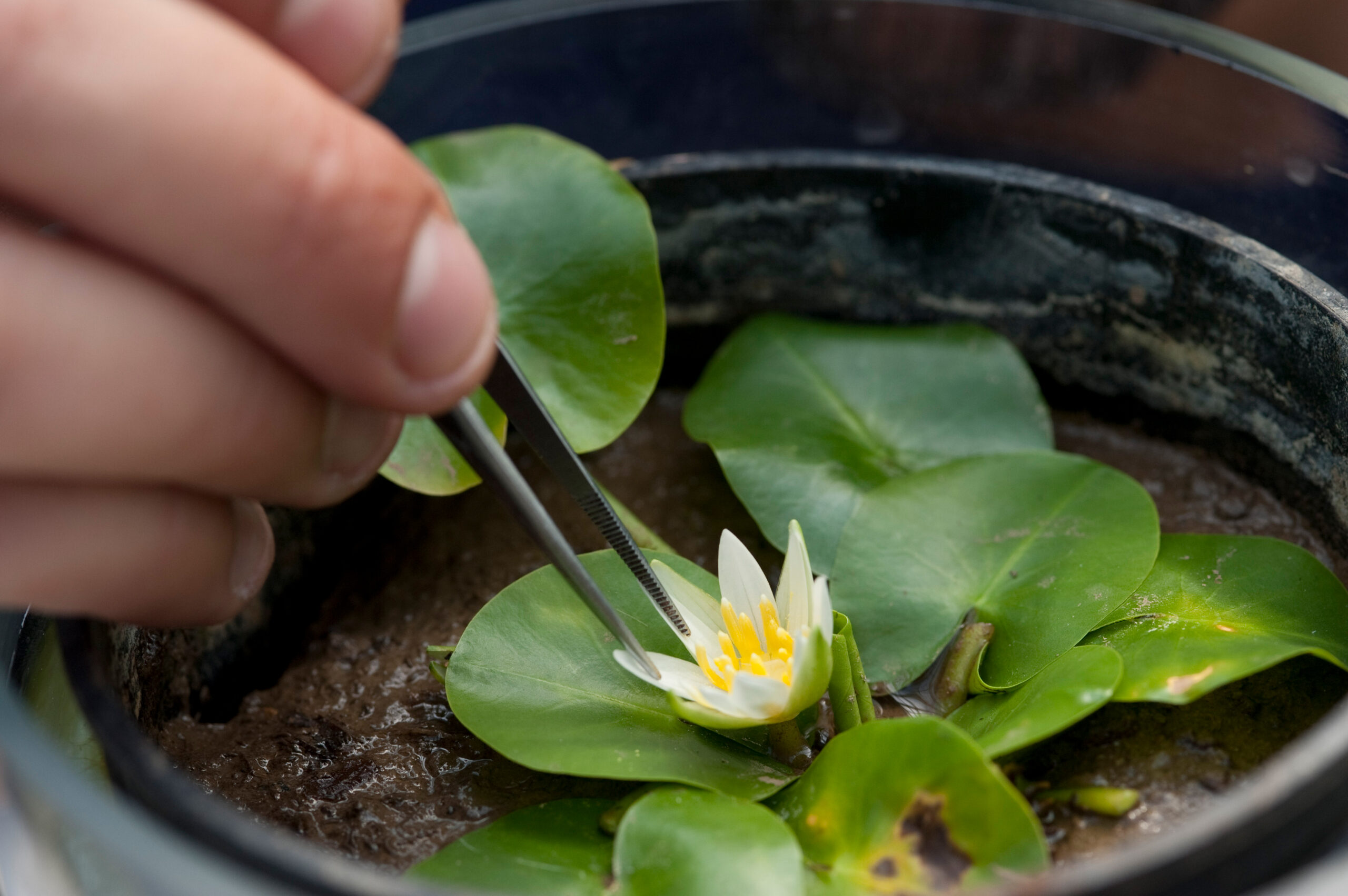 Endangered plant Nymphaea thermarum