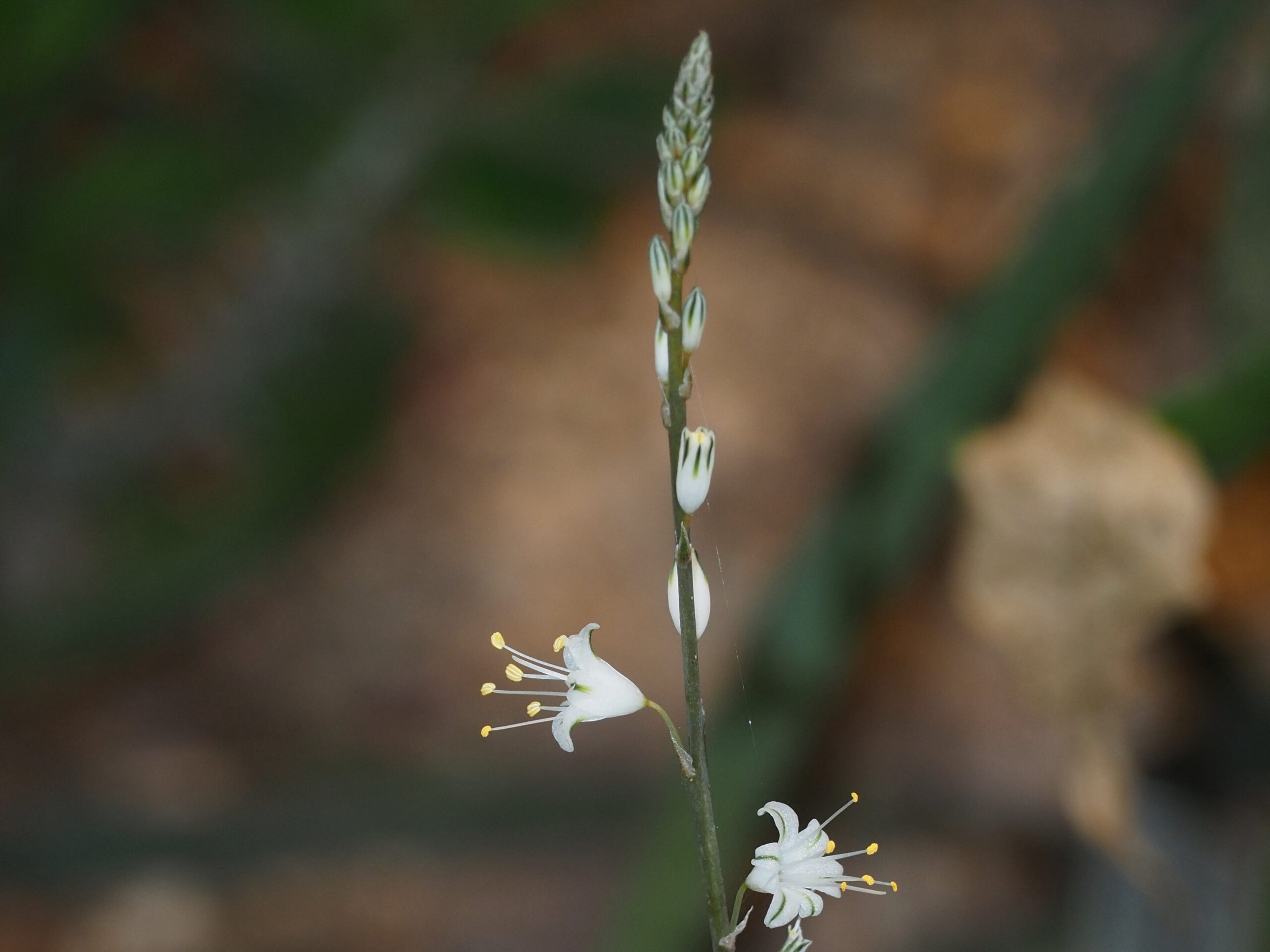Aloe albiflora © Kew