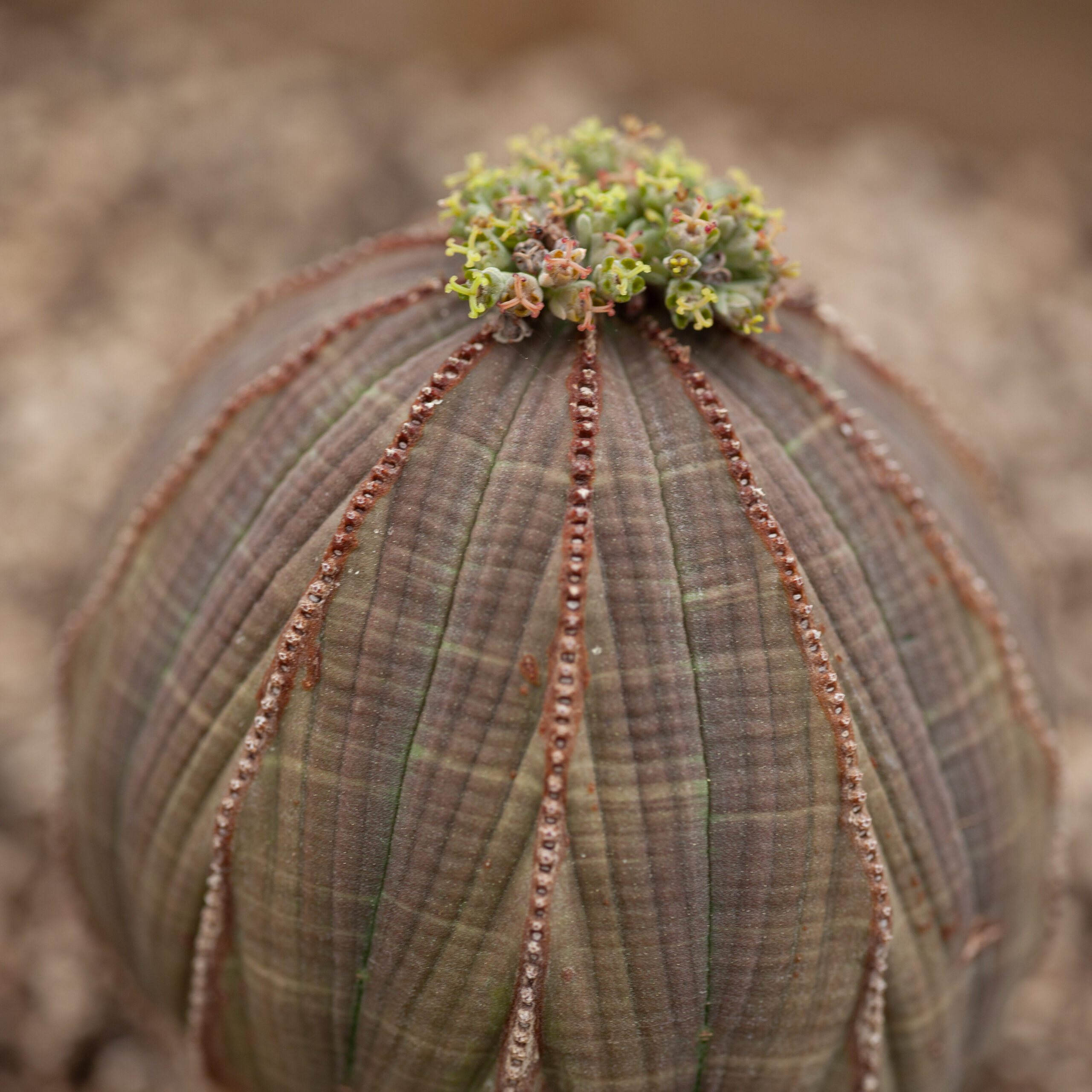 Euphorbia obesa