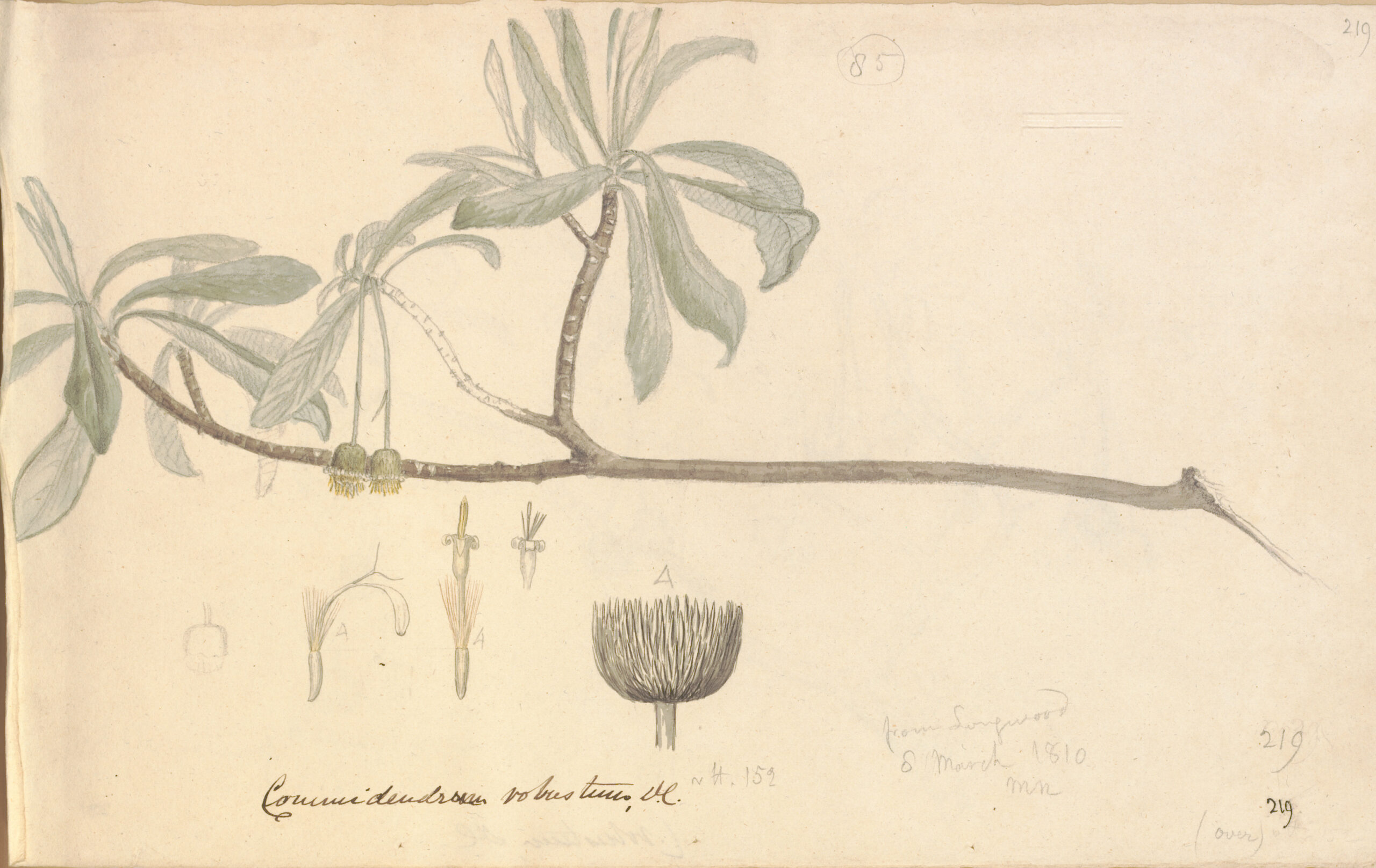 Commidendrum robustum. From Longwood. Saint Helena Journal 1806-1810