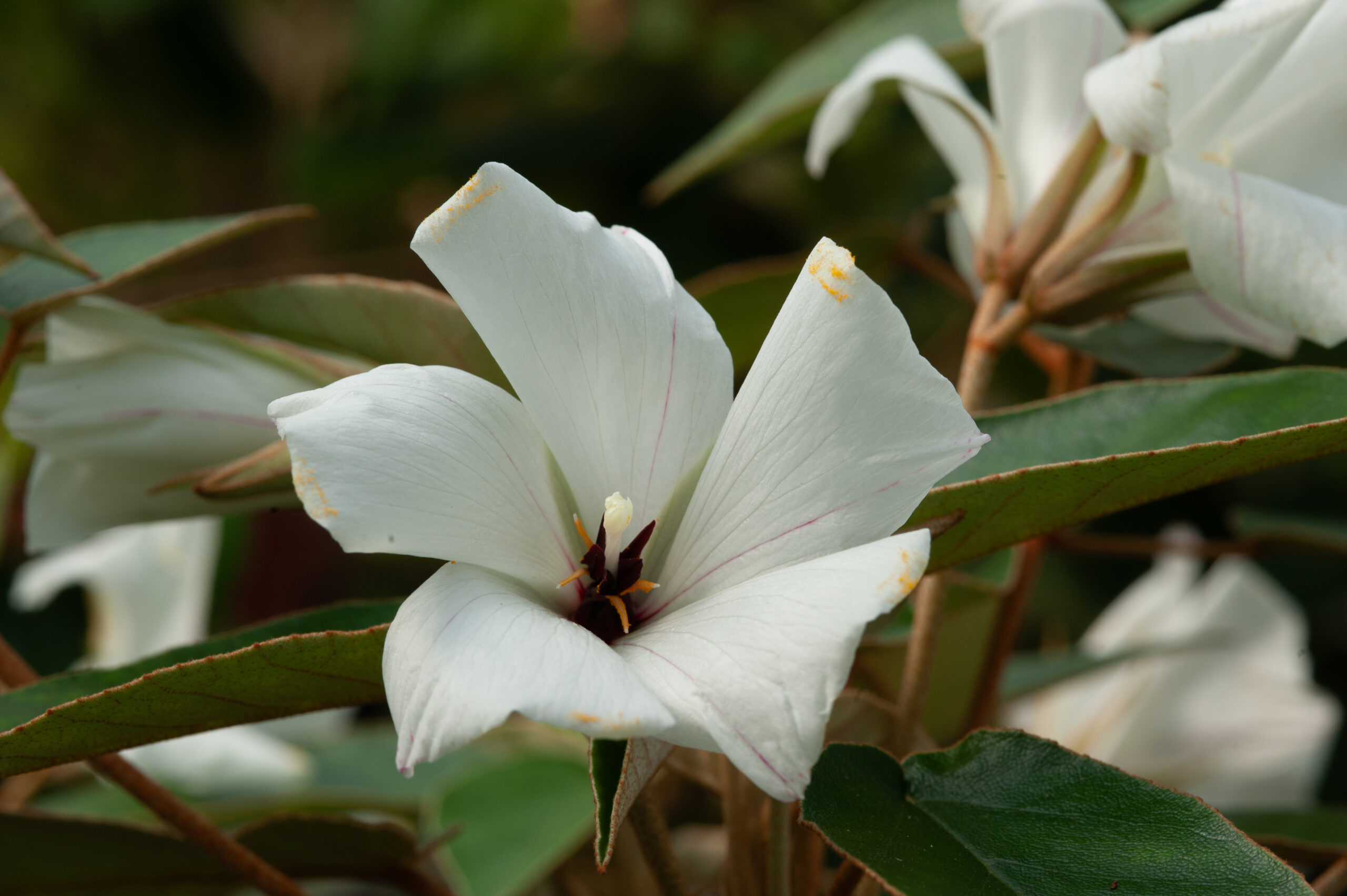Trochetiopsis ebenus