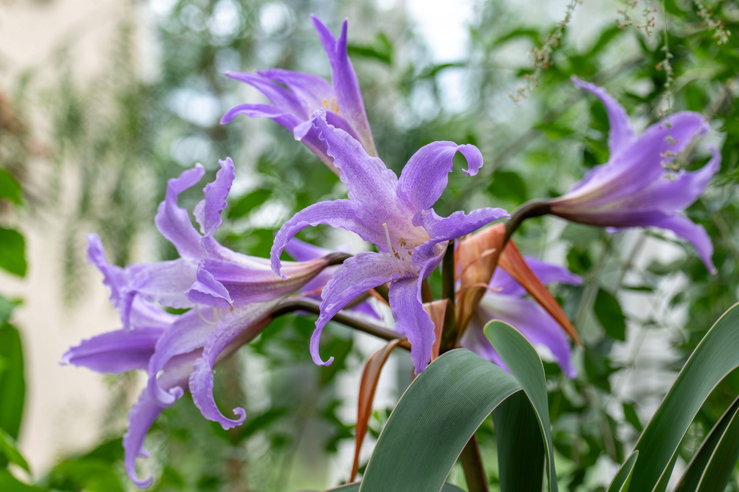 Endangered plant Worsleya procera