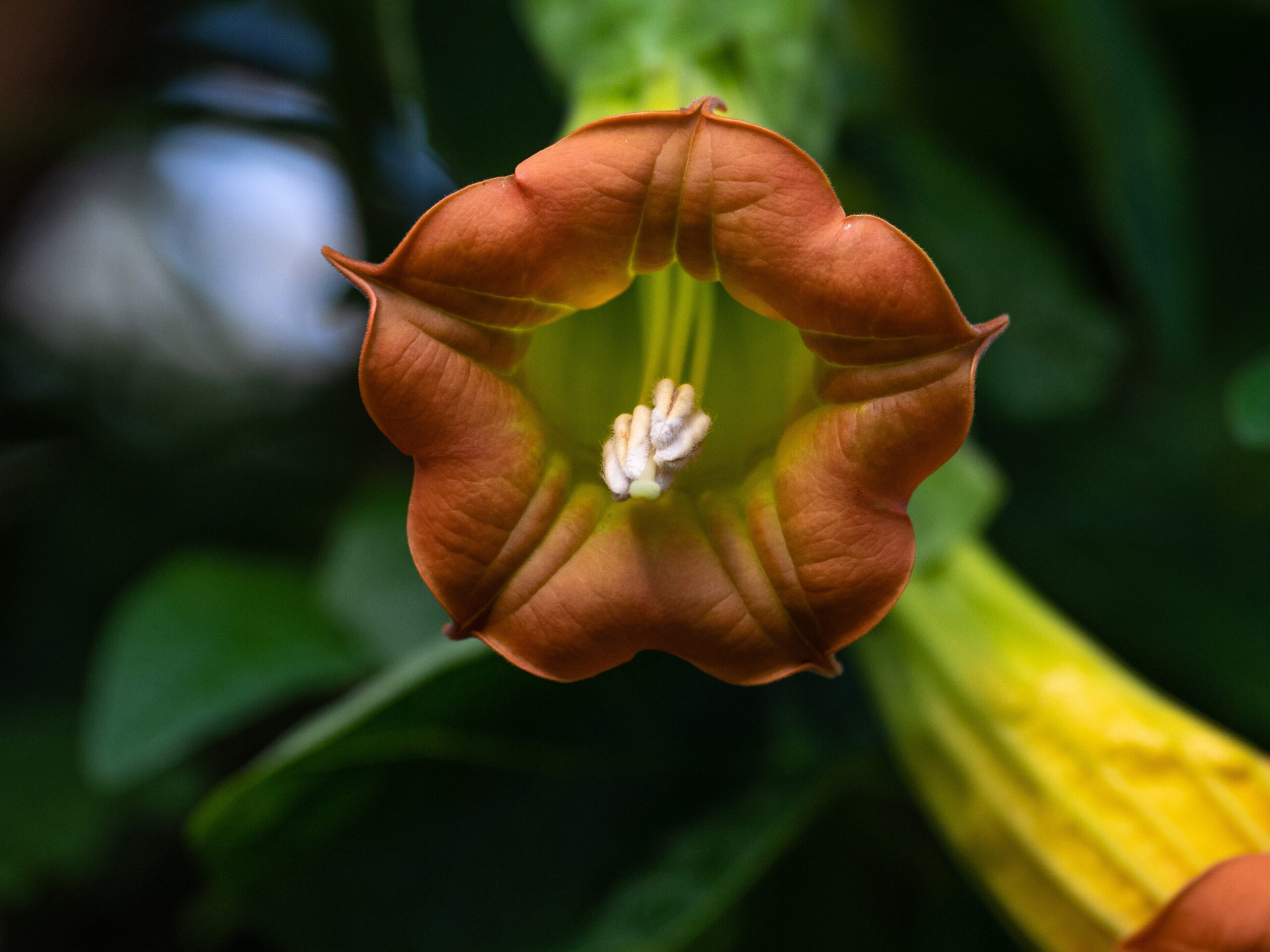 Brugmansia sanguinea in the Temperate House, RBG Kew