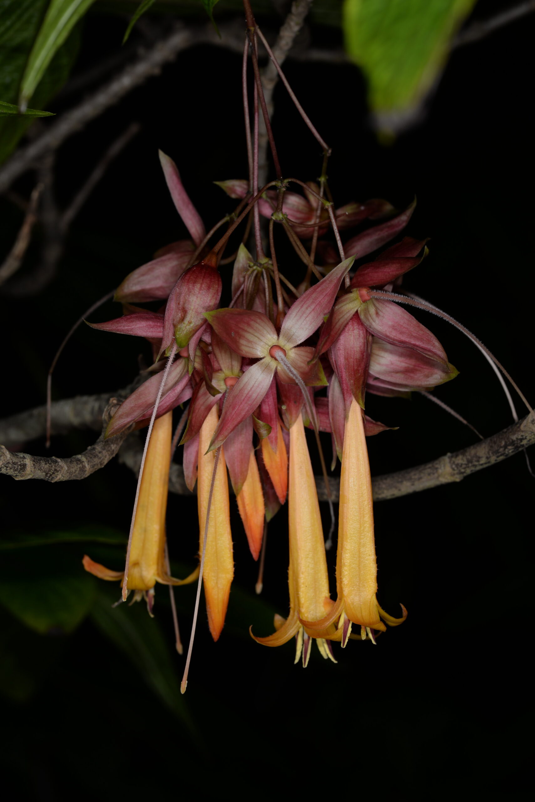 Deppea splendens © Kew