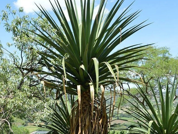 Endangered plant Furcraea macdougallii © Kew