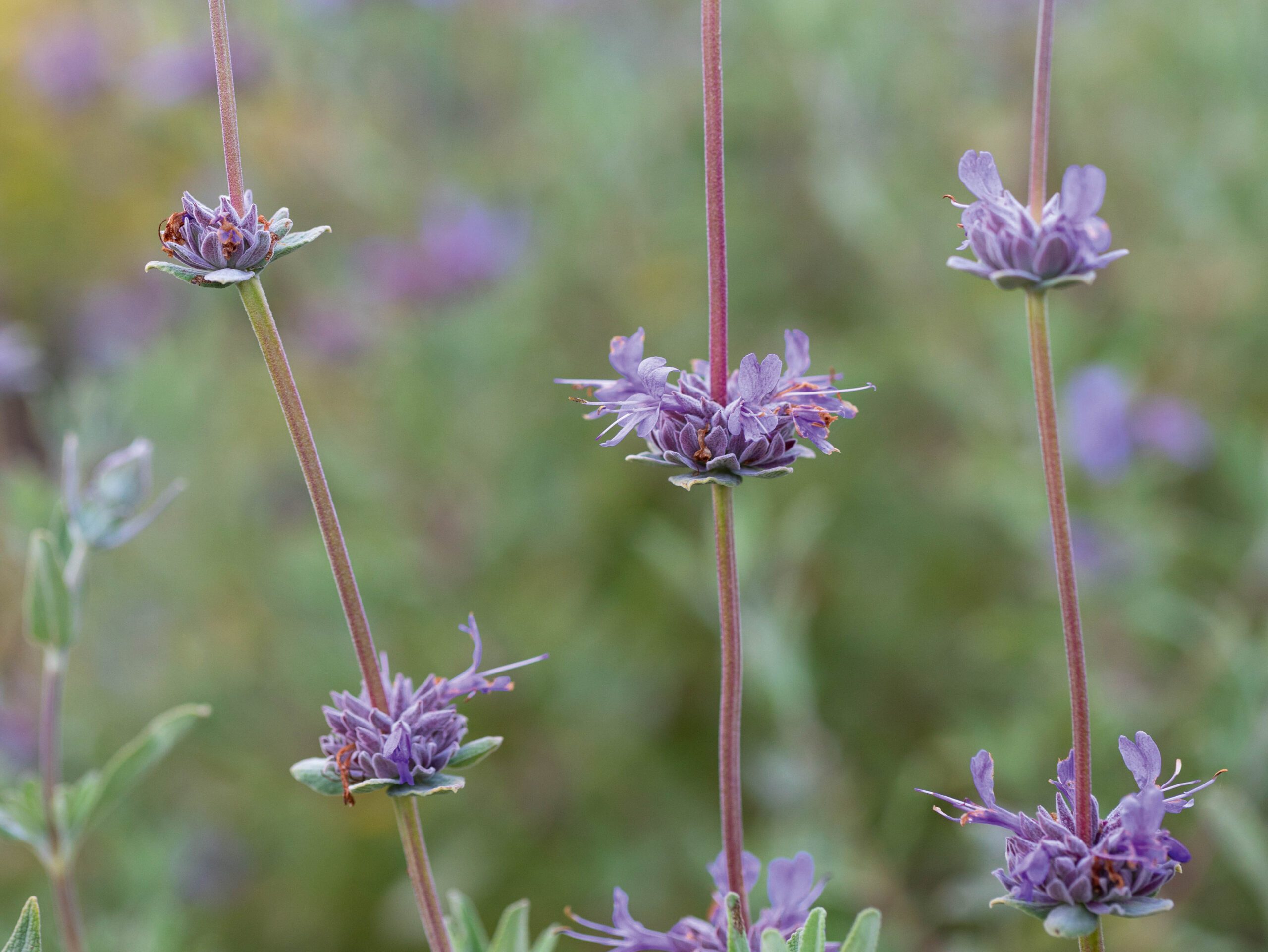 Salvia ‘Allen Chickering’