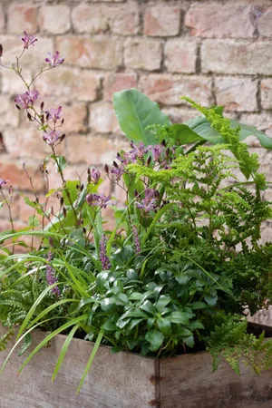Pots of Style, September, designed by Jenny Barnes, Head Gardener at Cottesbrooke Hall gardens. © Richard Bloom Pots of Style, September, designed by Jenny Barnes, Head Gardener at Cottesbrooke Hall gardens. © Richard Bloom