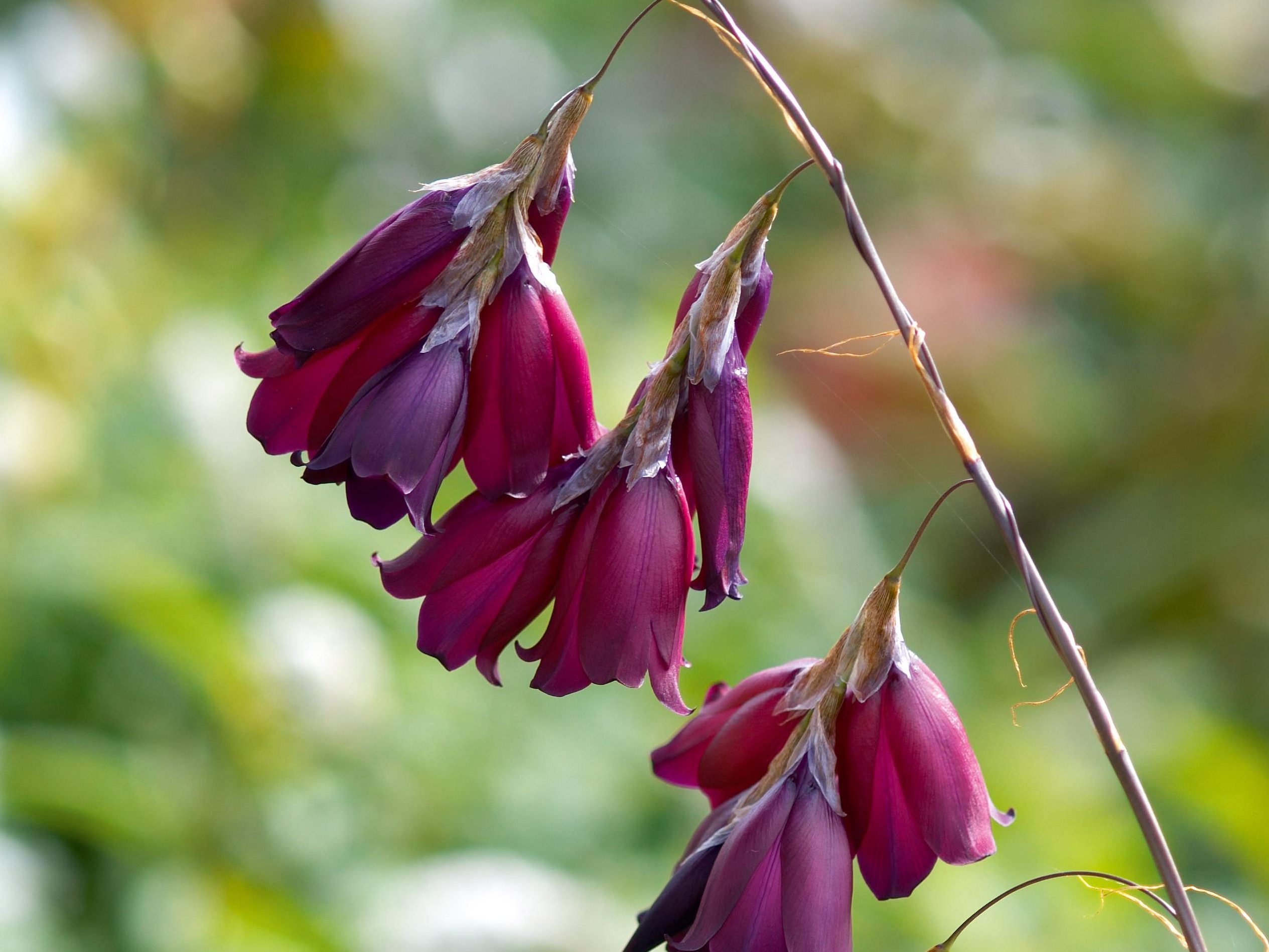 Dierama pulcherrimum 'Merlin'