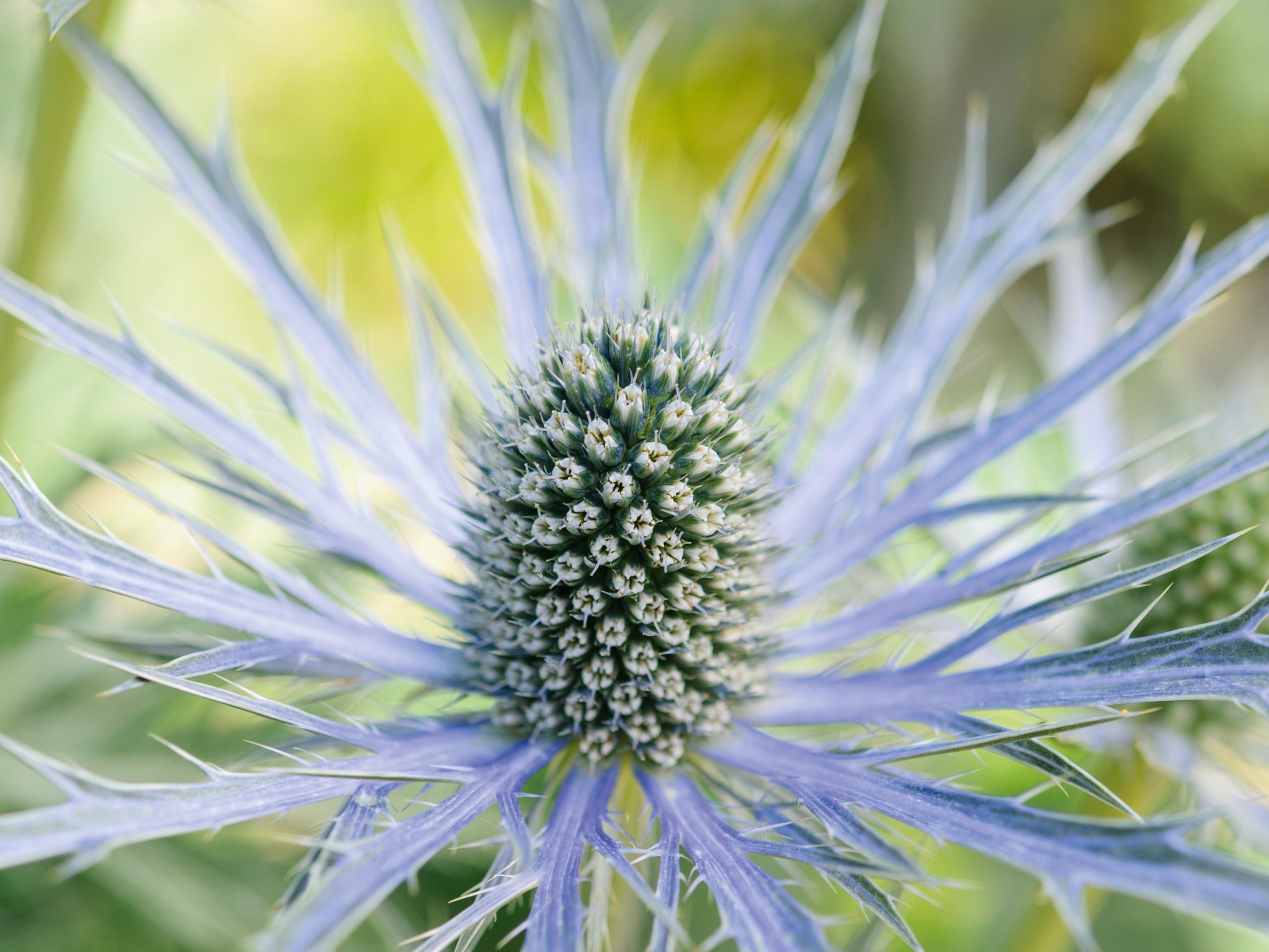 Eryngium x oliverianum