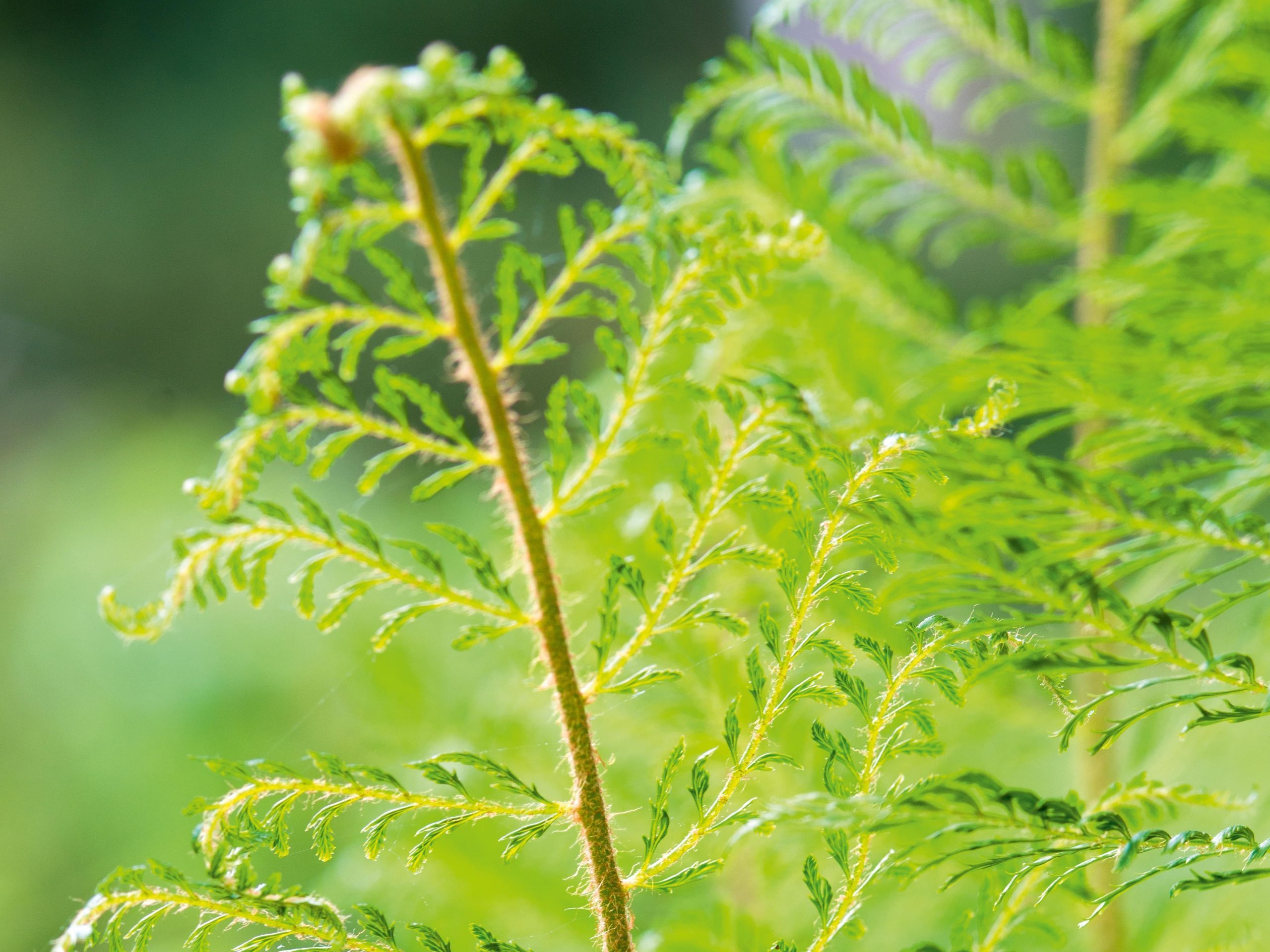 Polystichum setiferum Green Lace (= ‘Gracillimum’)