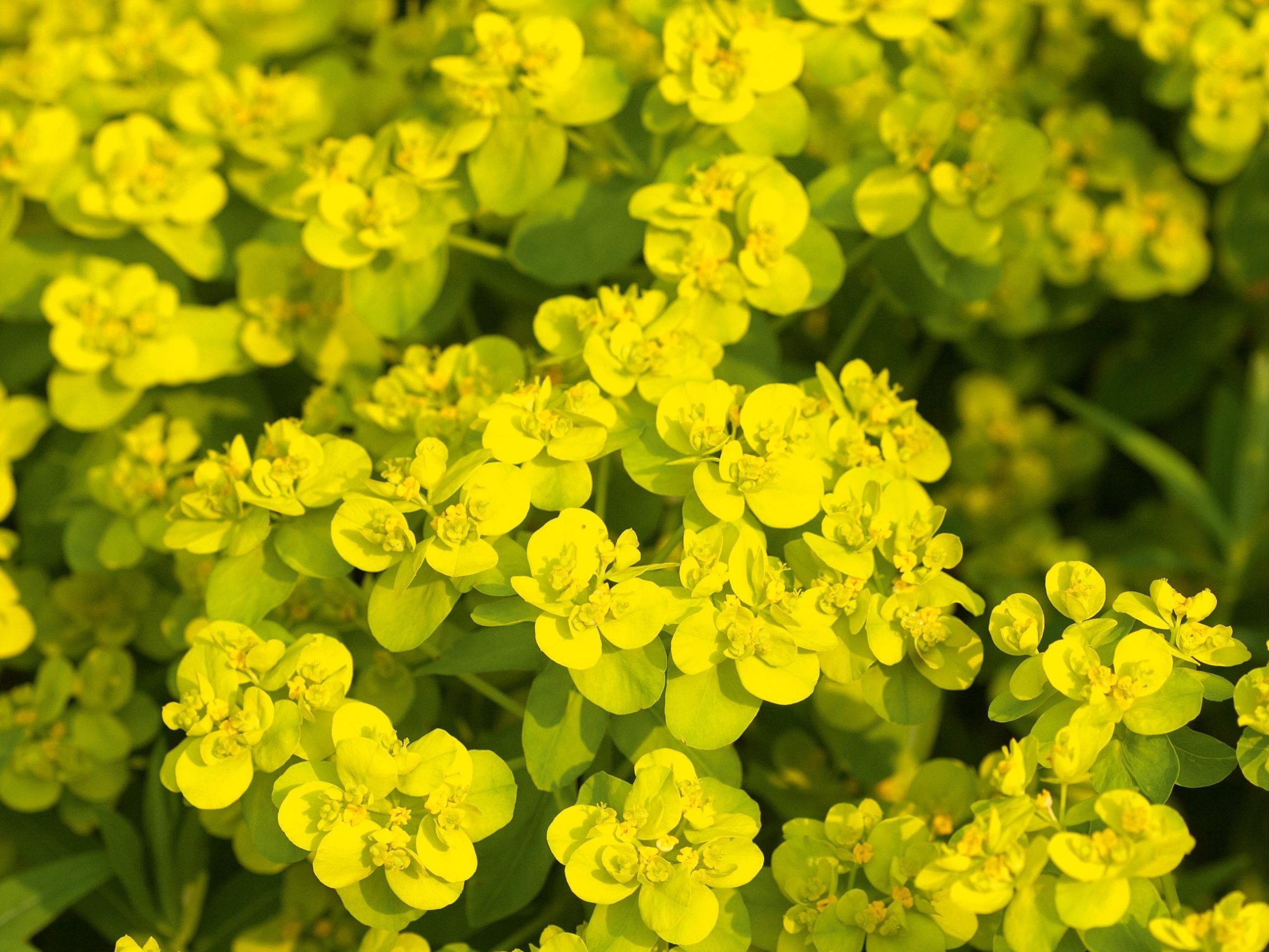 Euphorbia palustris