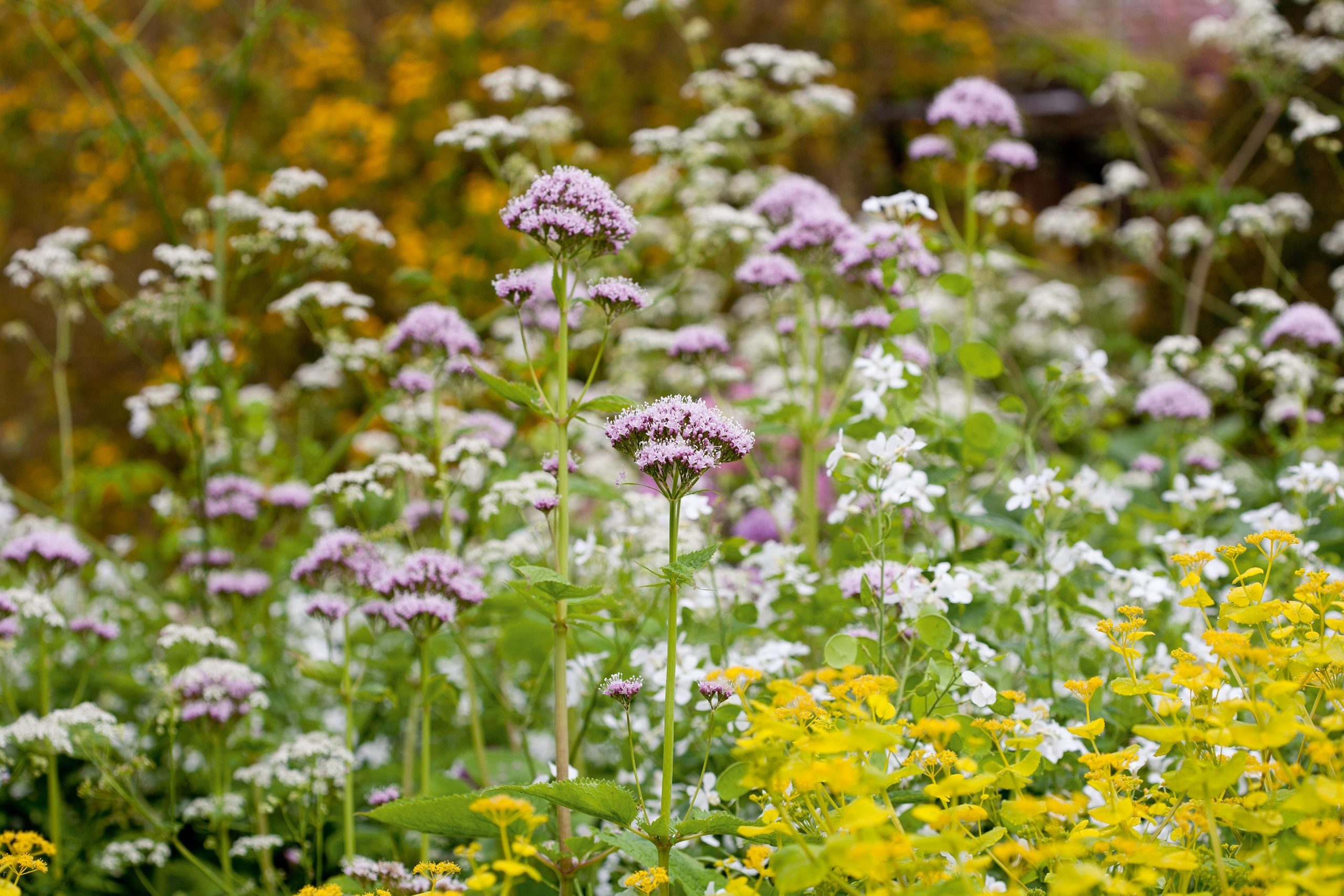 Valeriana pyrenaica