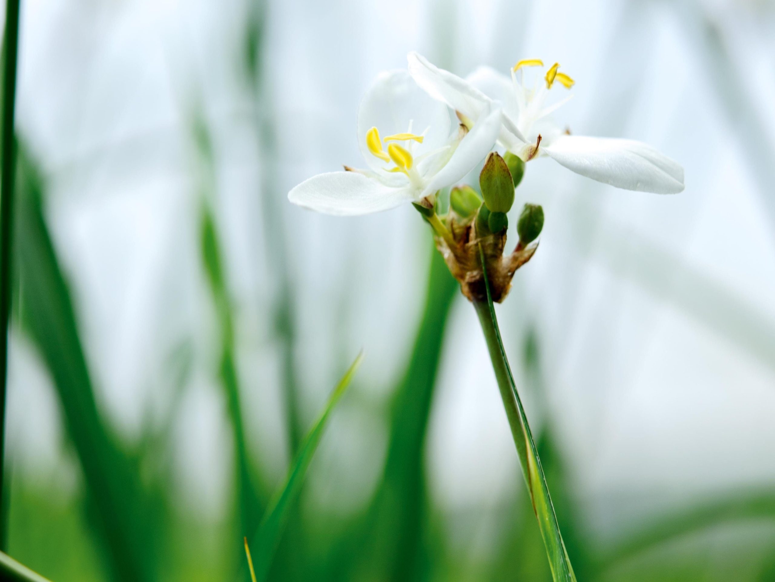 Libertia chilensis
