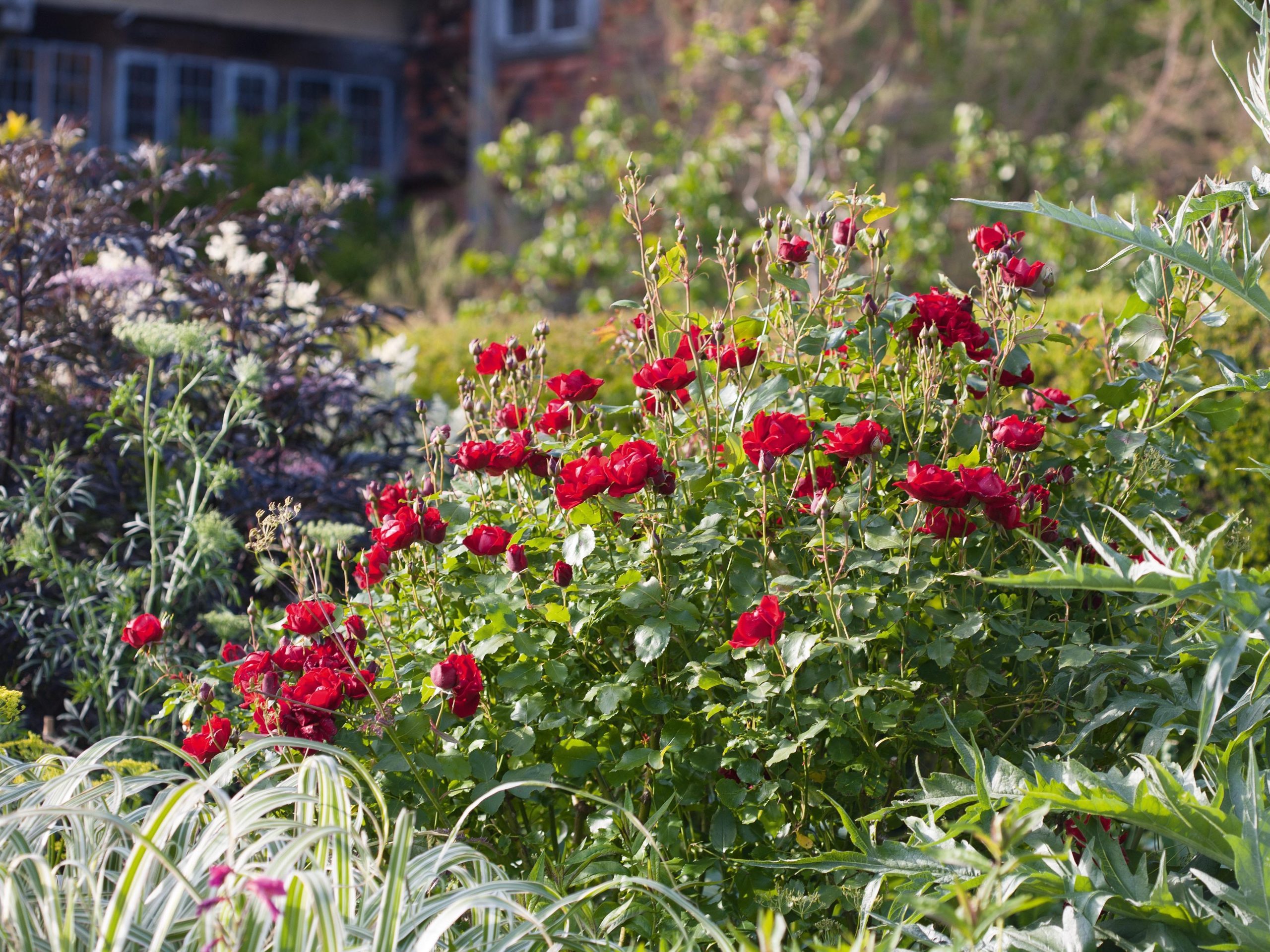 Rosa 'Florence Mary Morse'