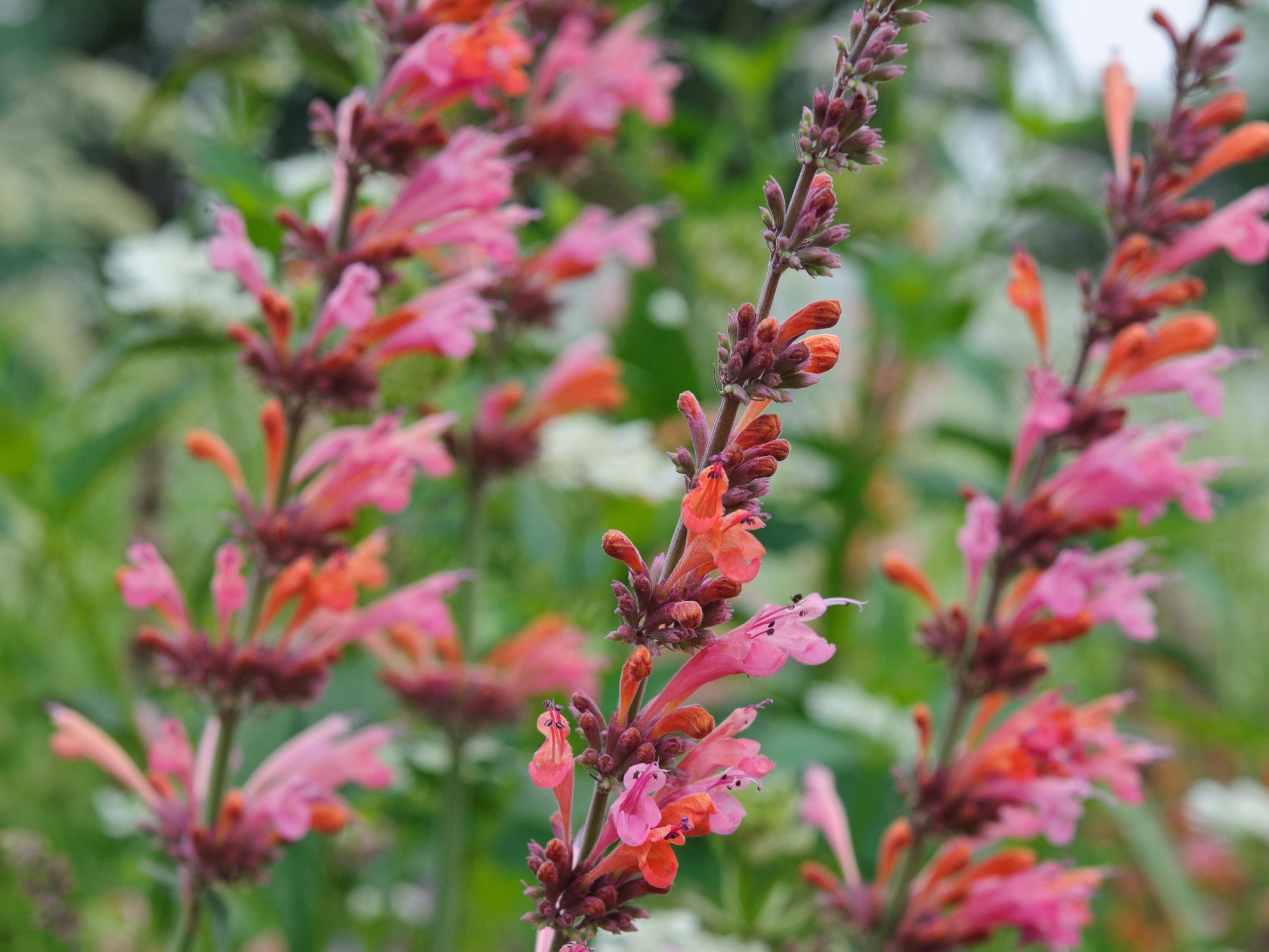 Agastache 'Painted Lady'