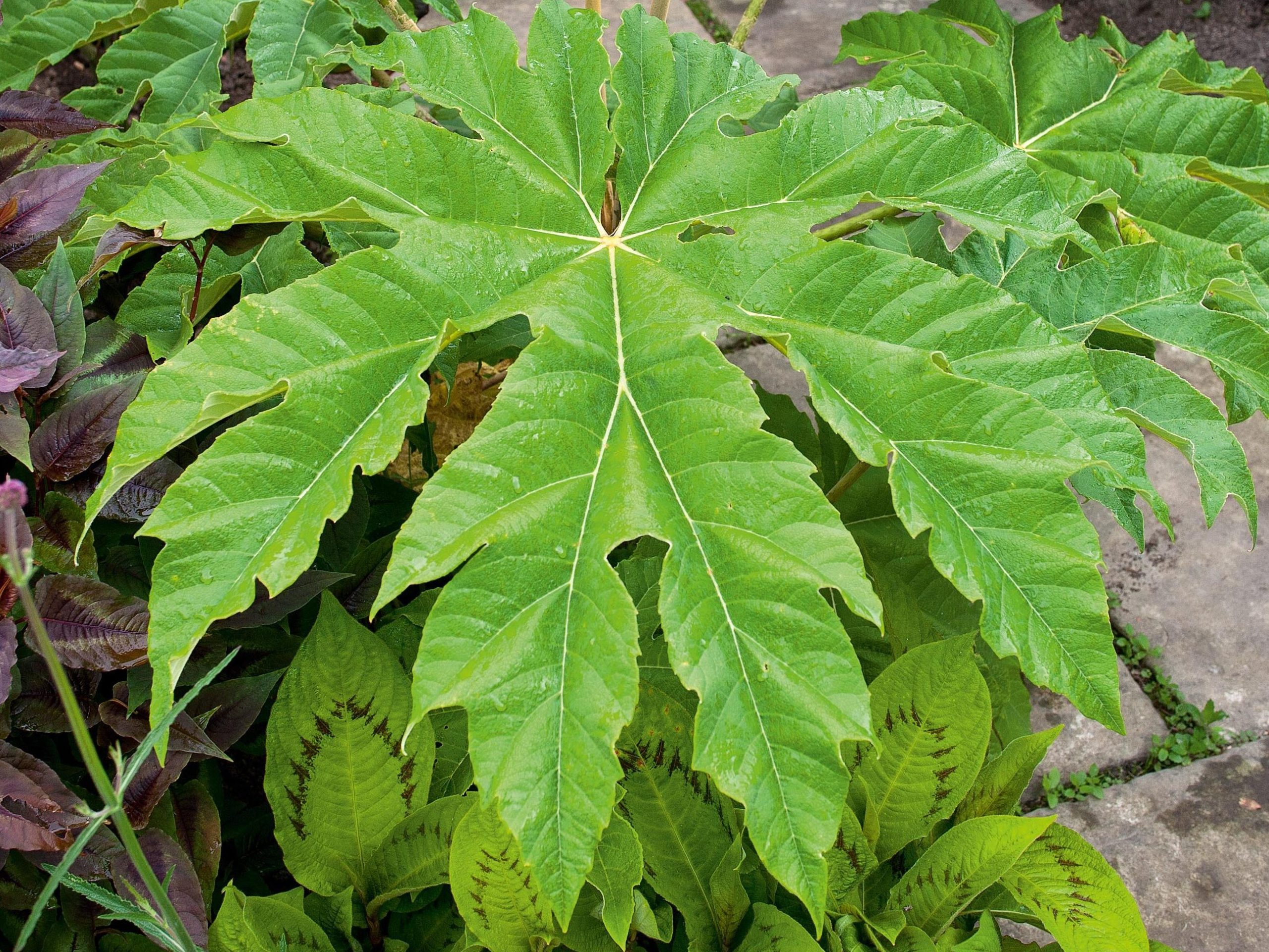 Tetrapanax papyrifer