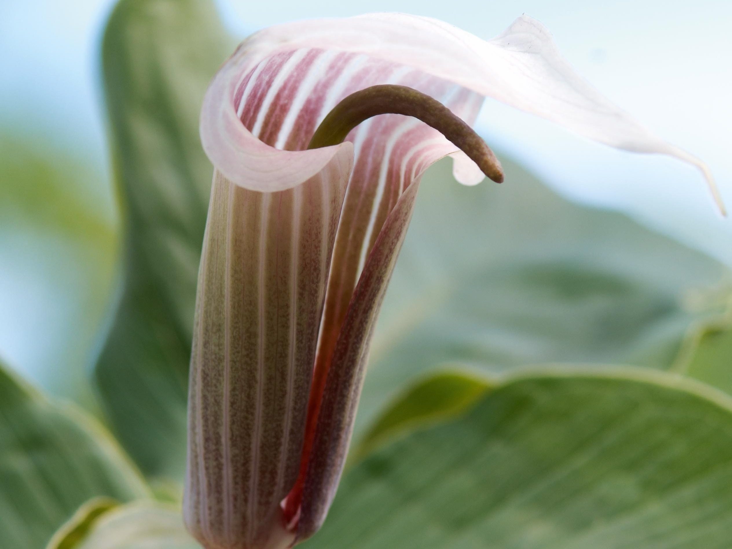Arisaema candidissimum