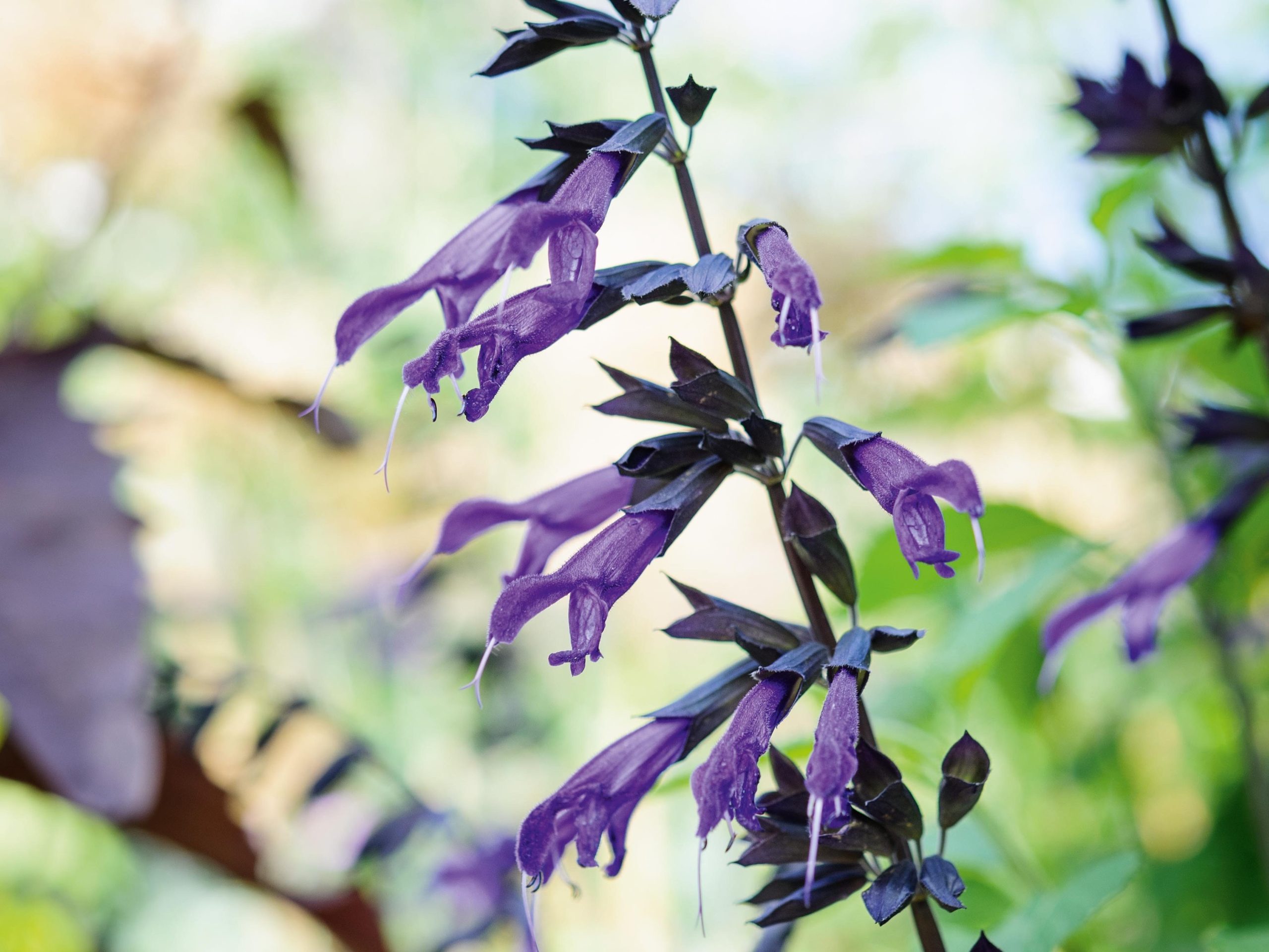 Salvia Amistad