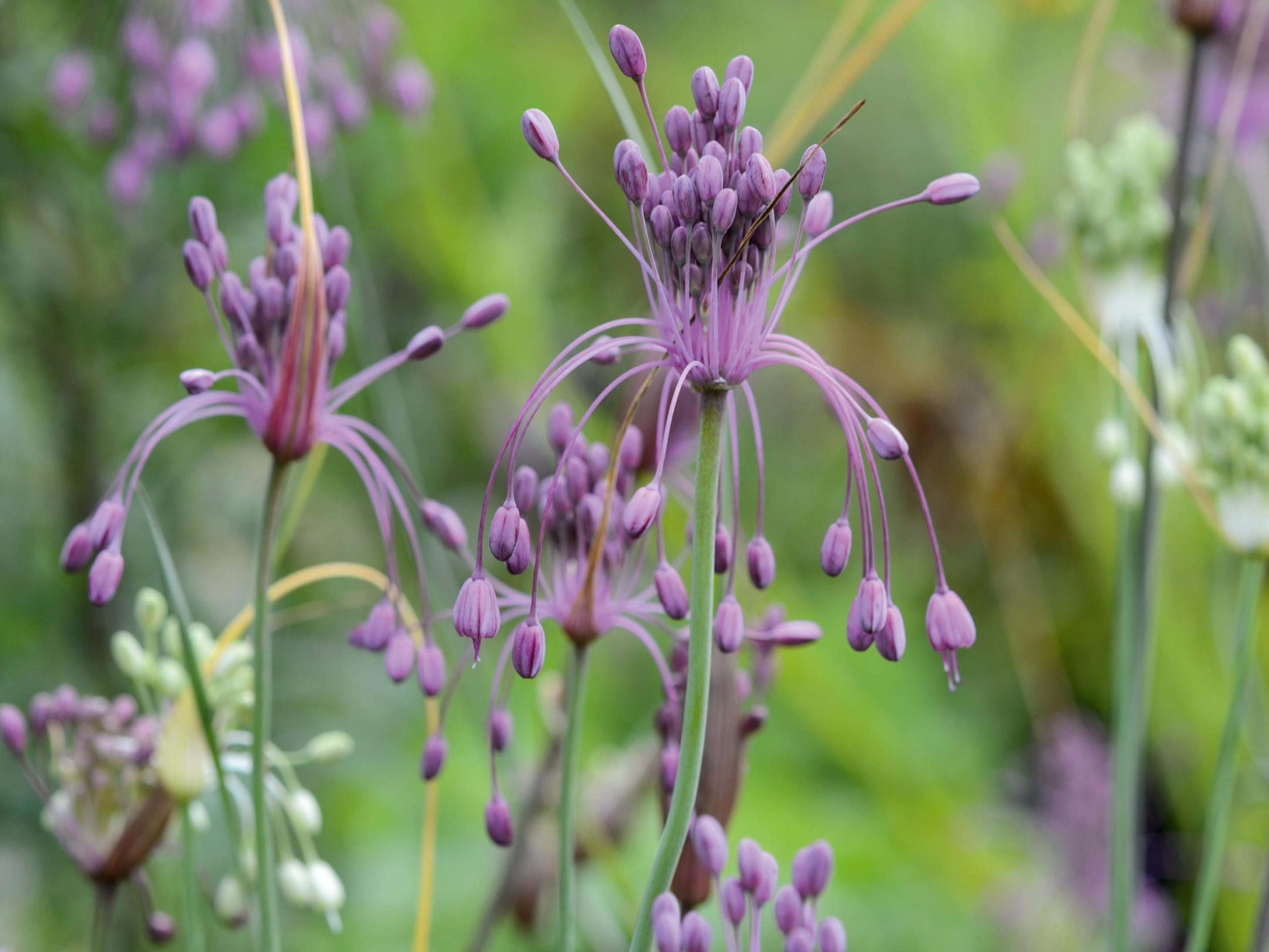 Allium carinatum subsp. pulchellum