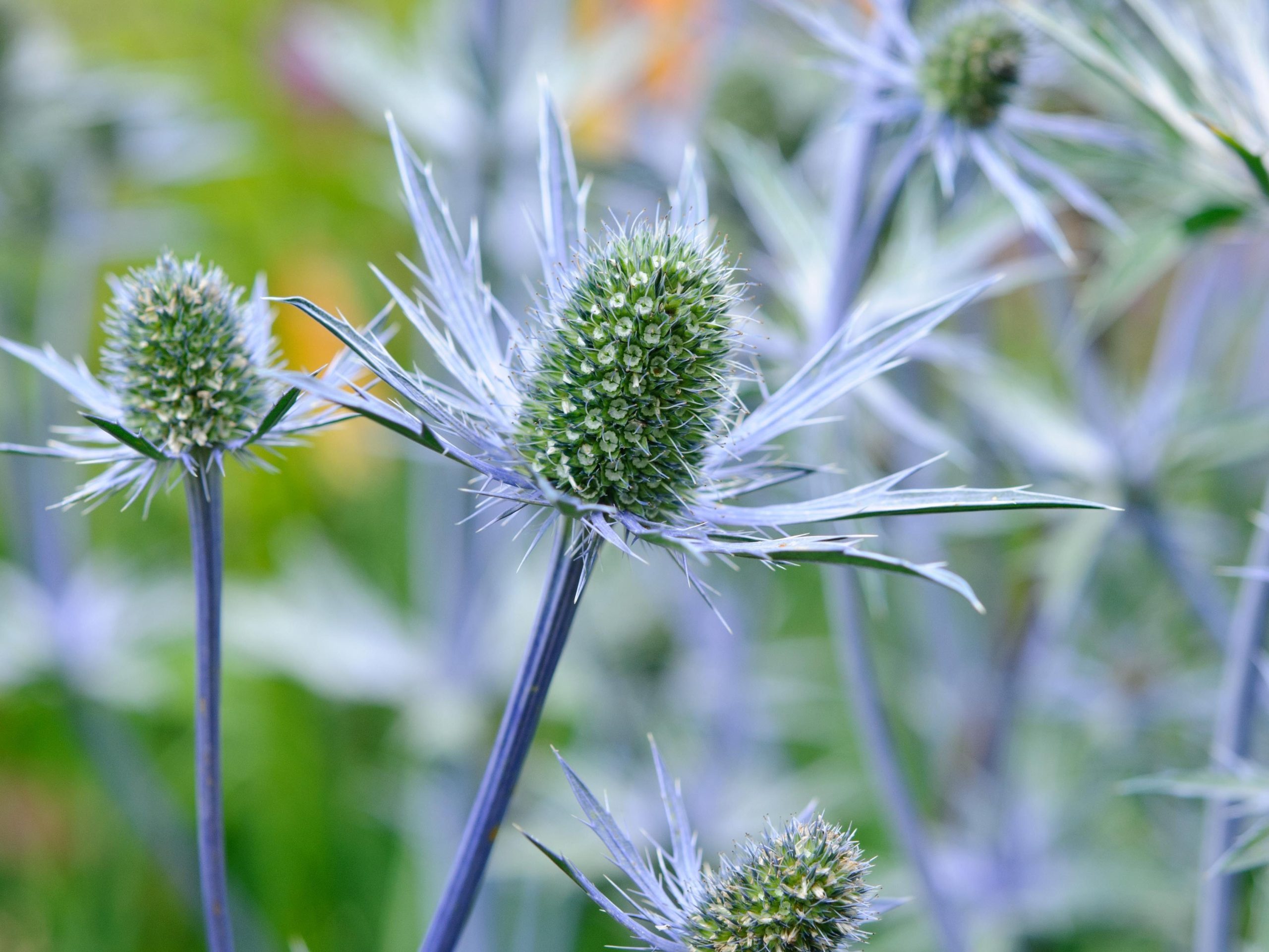 Eryngium amethystinum