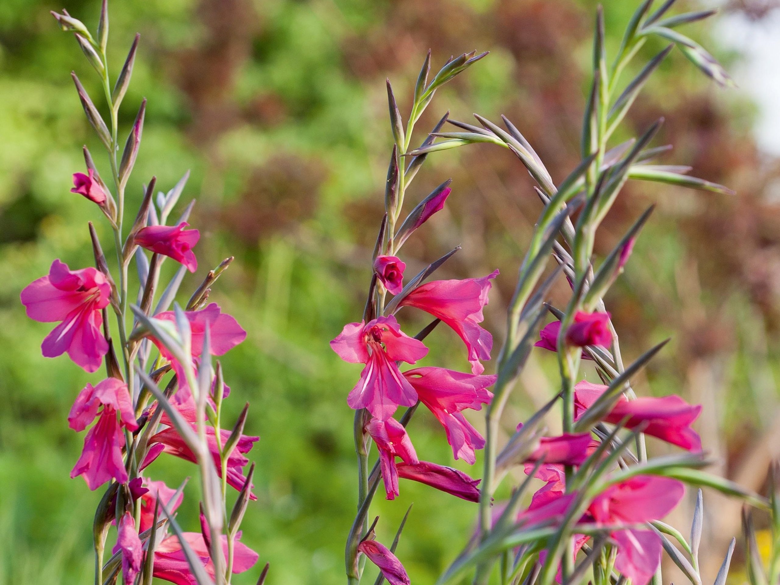 Gladiolus communis subsp. byzantinus