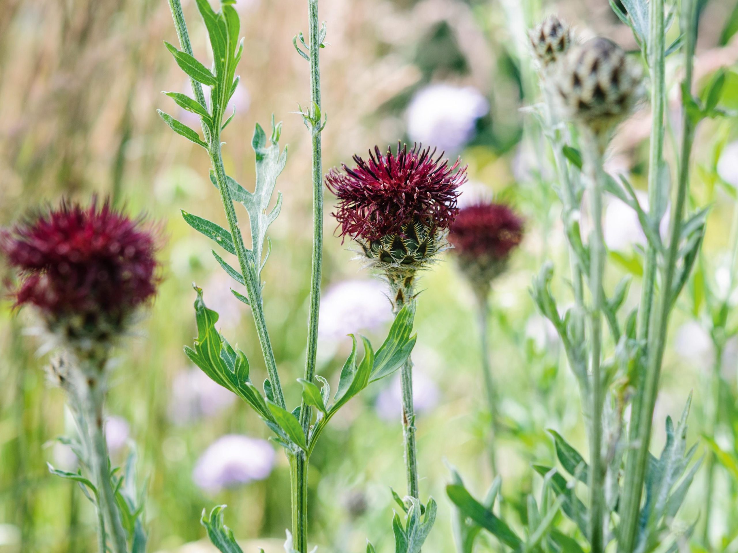 Centaurea atropurpurea
