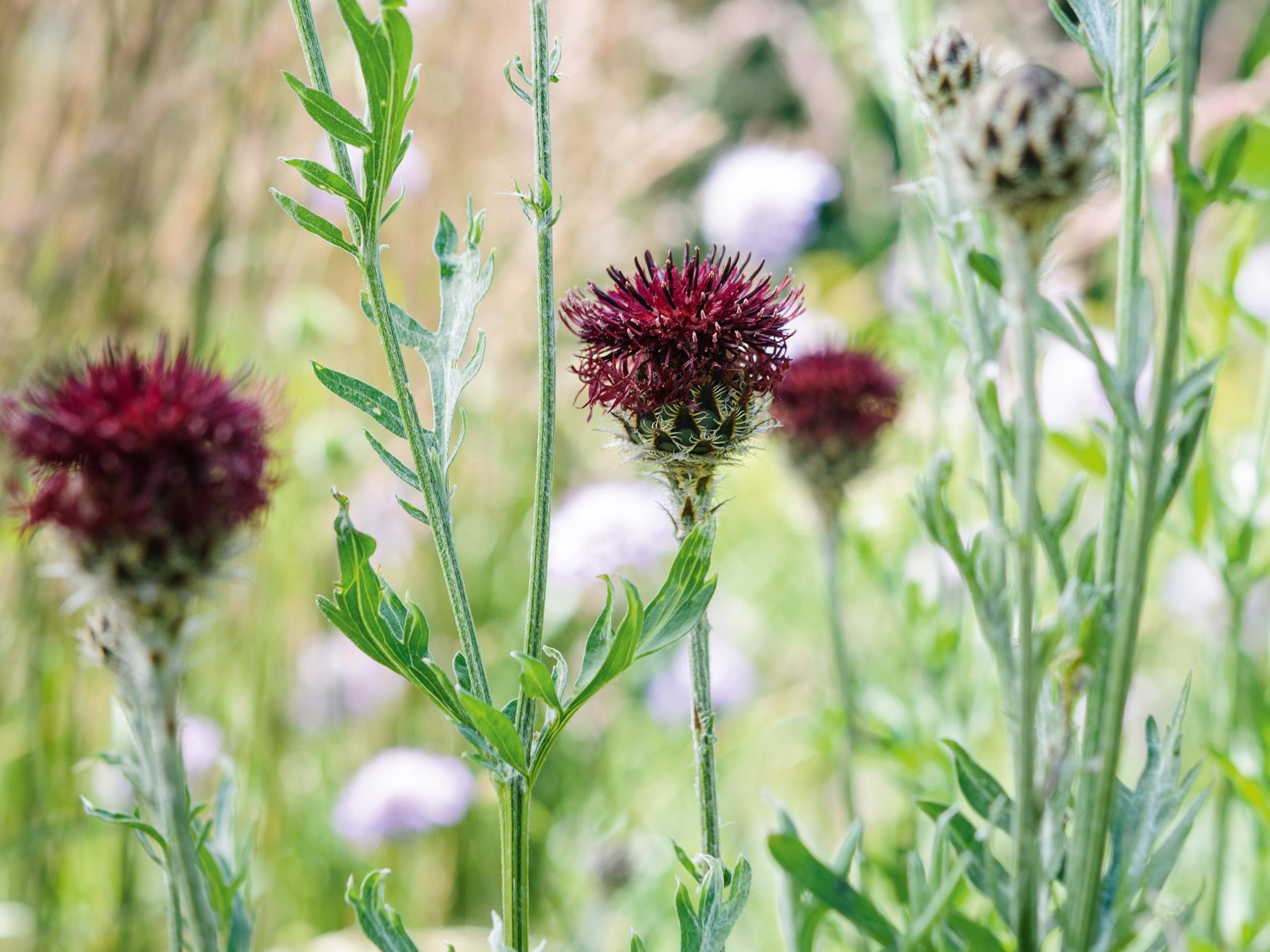 Centaurea atropurpurea