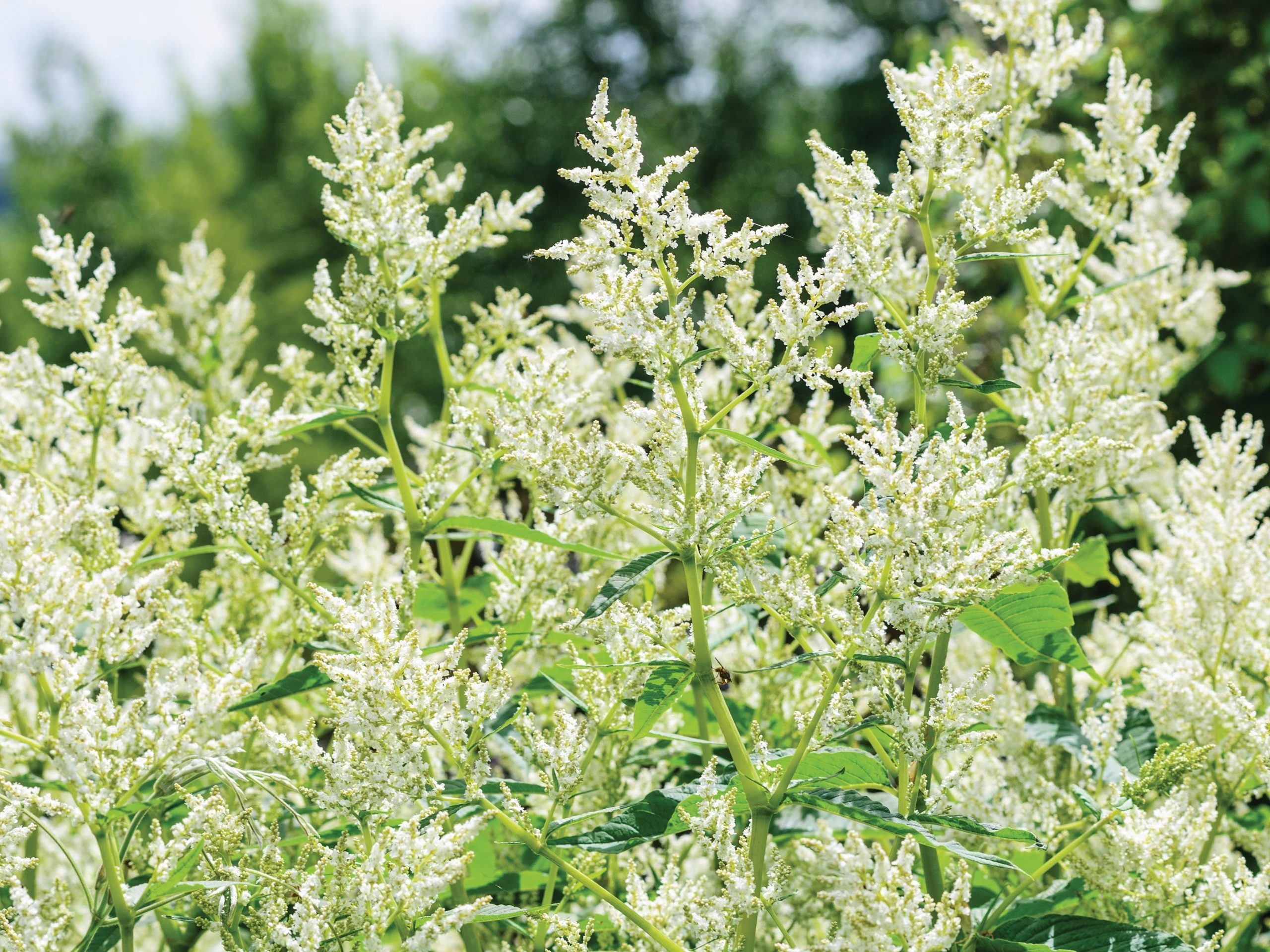 Persicaria Persicaria x fennicapolymorpha