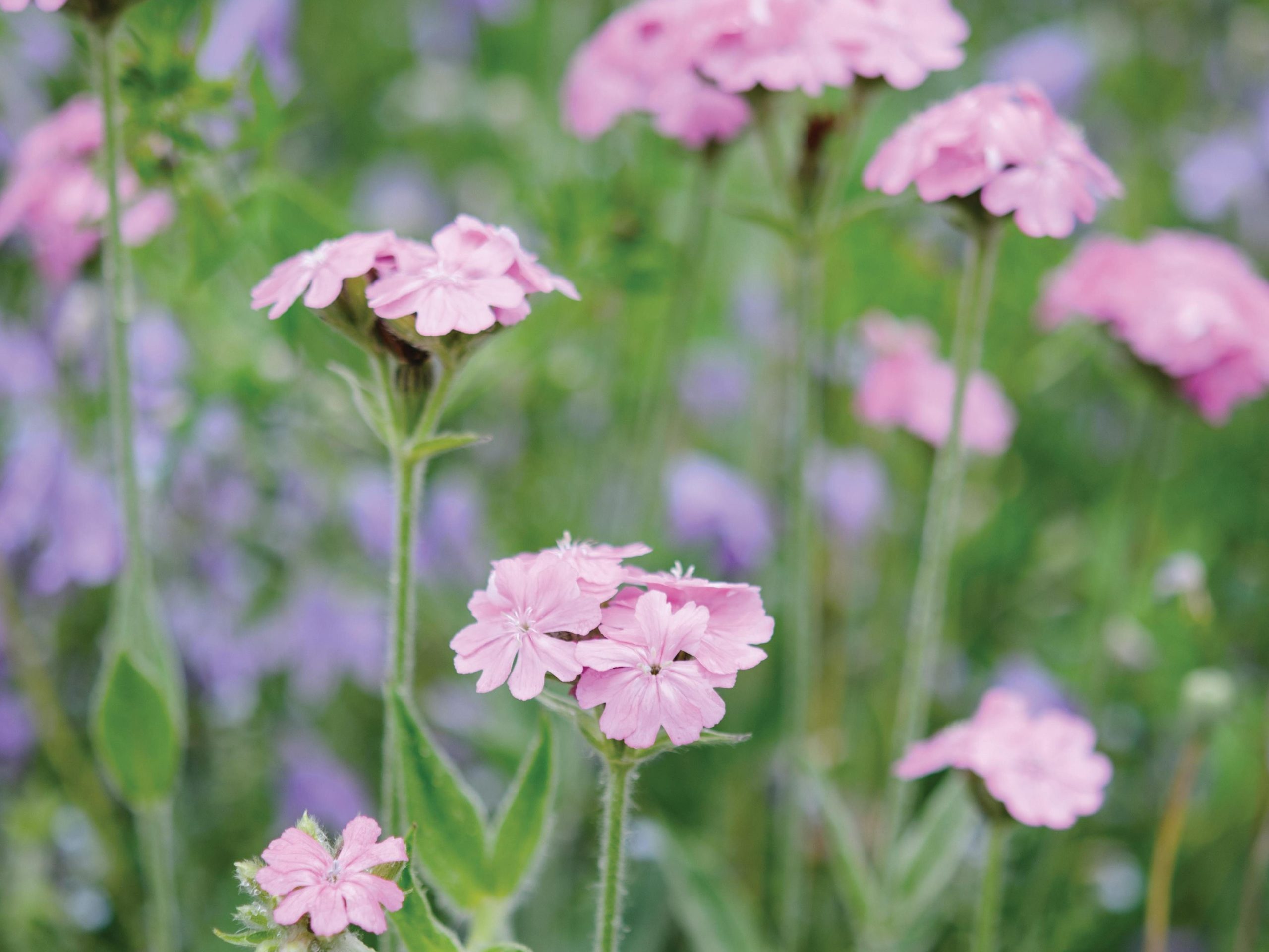 Lychnis flos-jovis (Flower of Jove)