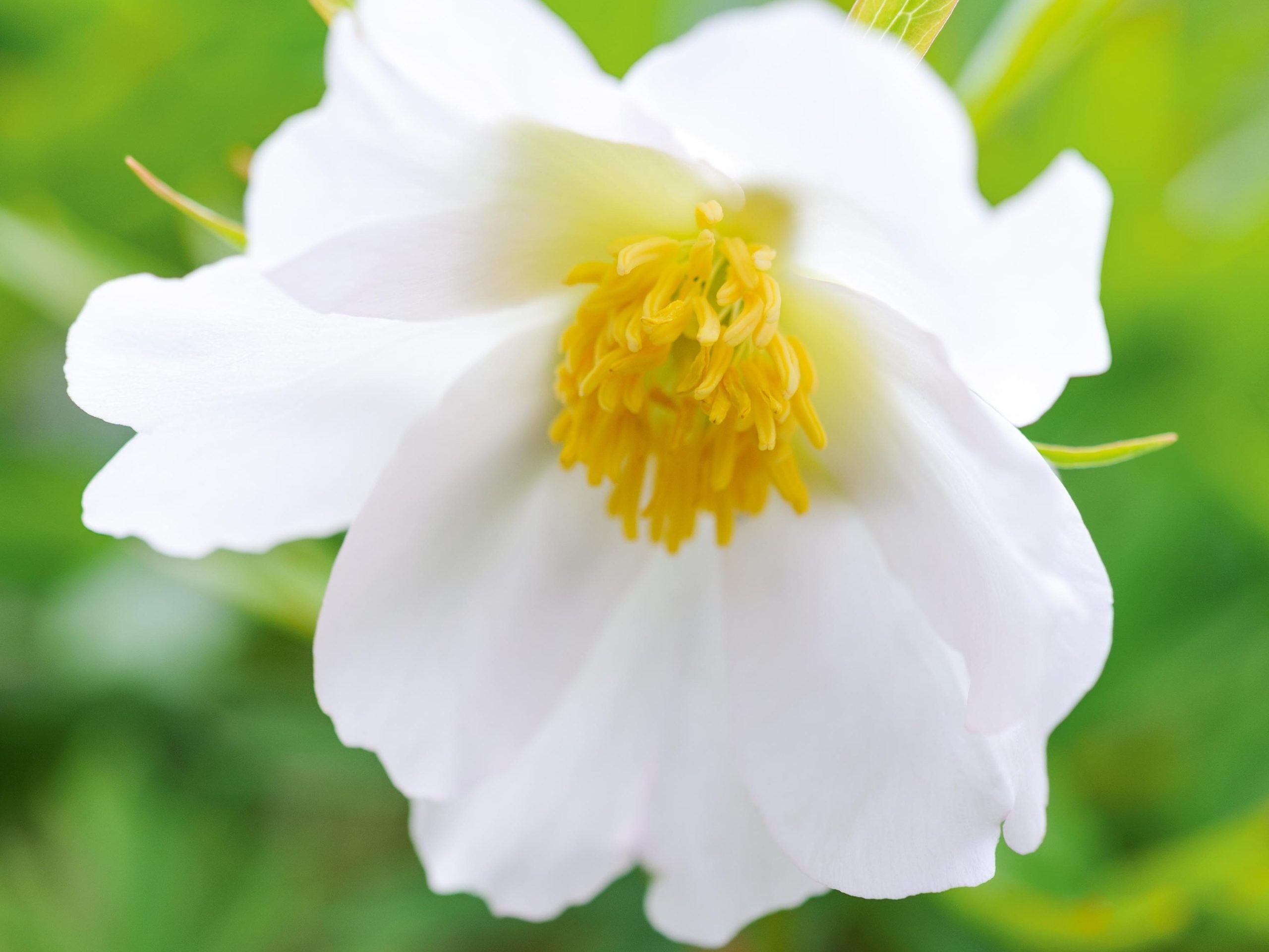 Paeonia veitchii 'Alba'