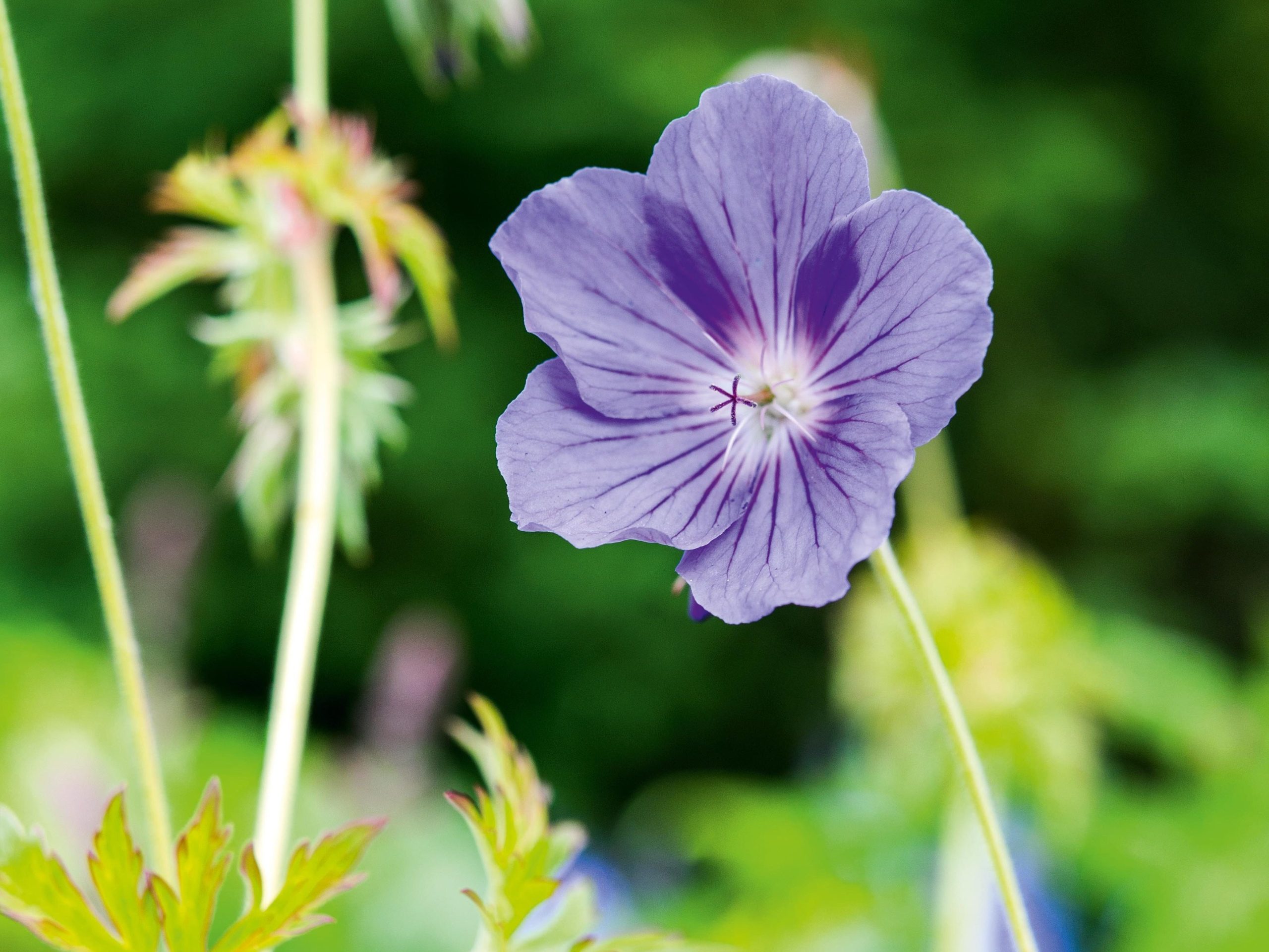 Geranium 'Orion'