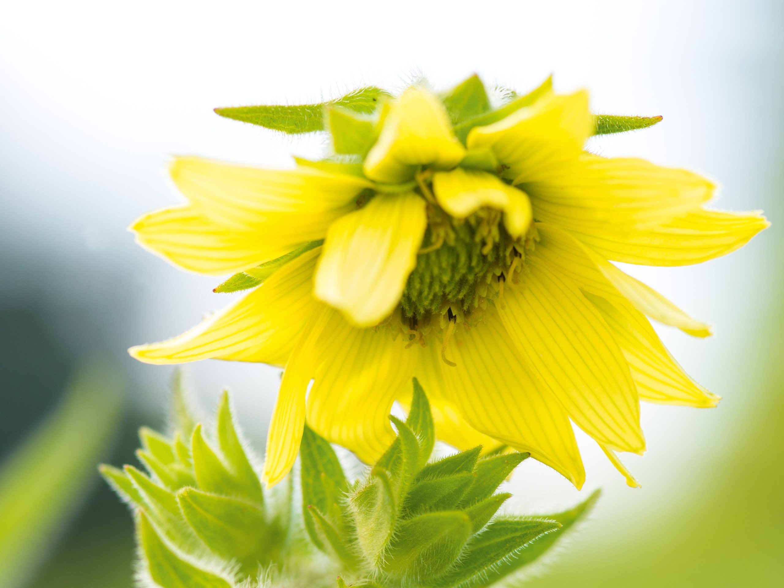 Silphium mohrii