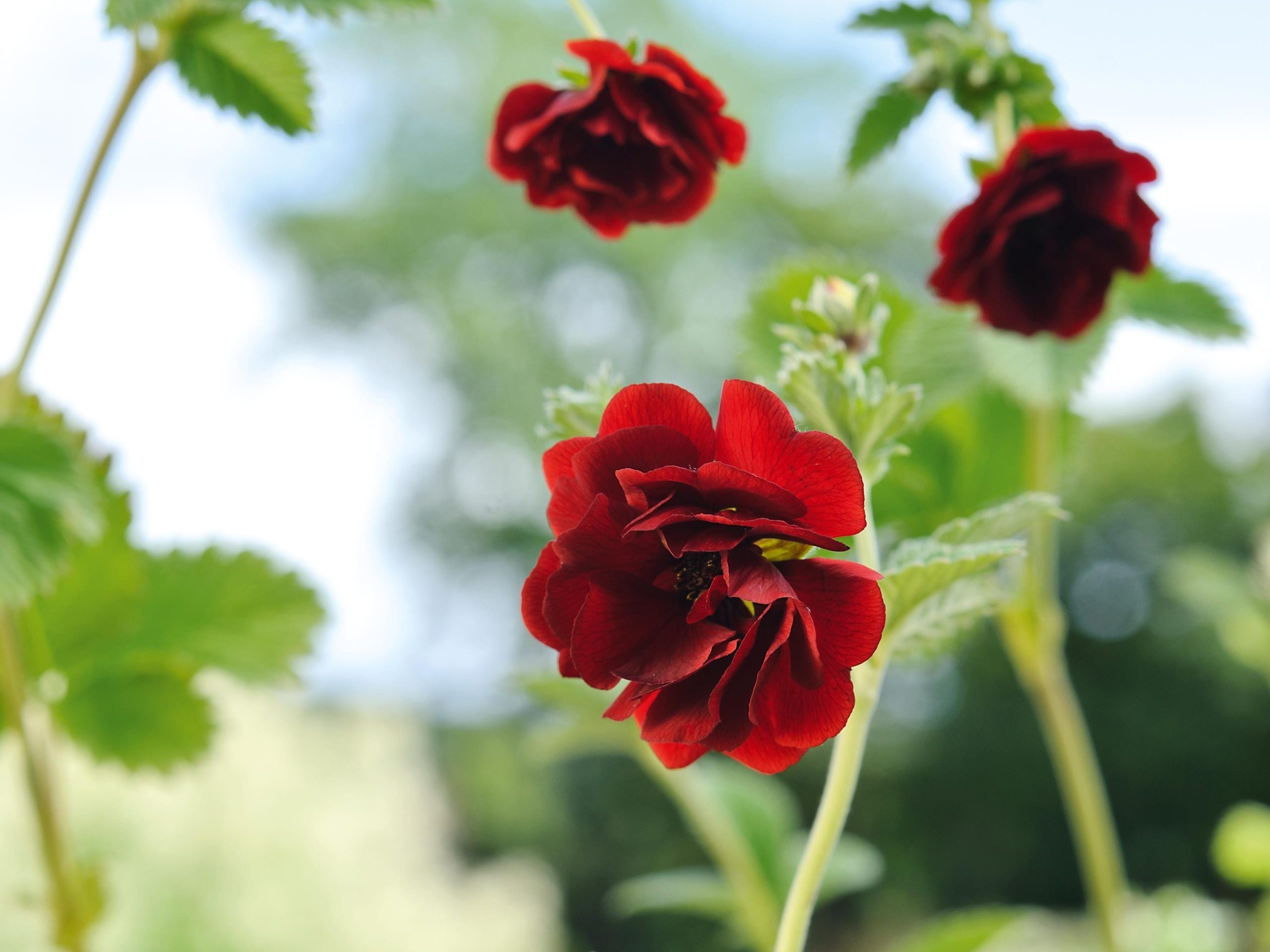 Potentilla 'Volcan'