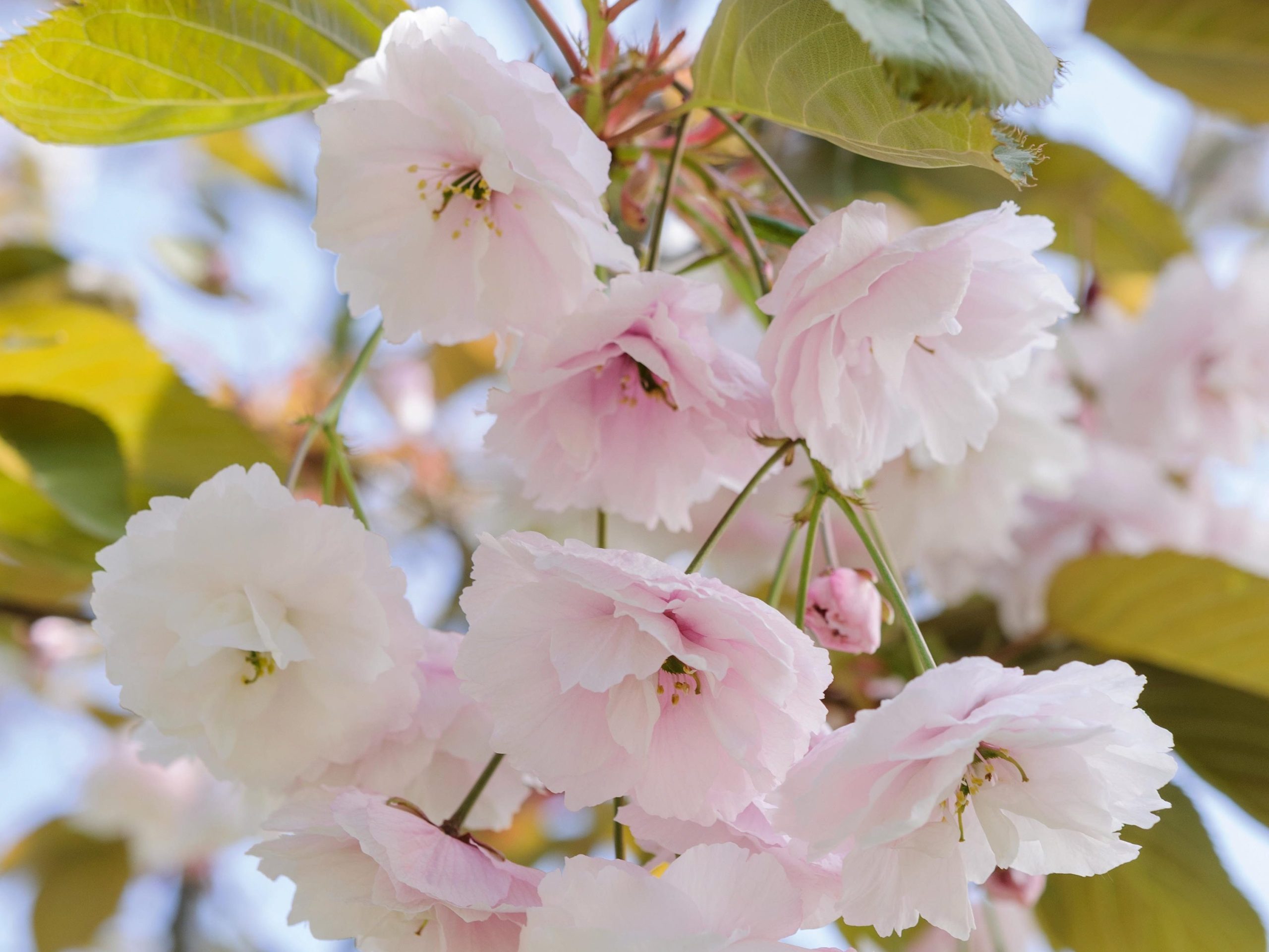 Prunus shirofugen