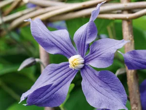 Clematis x durandii Clematis x durandii