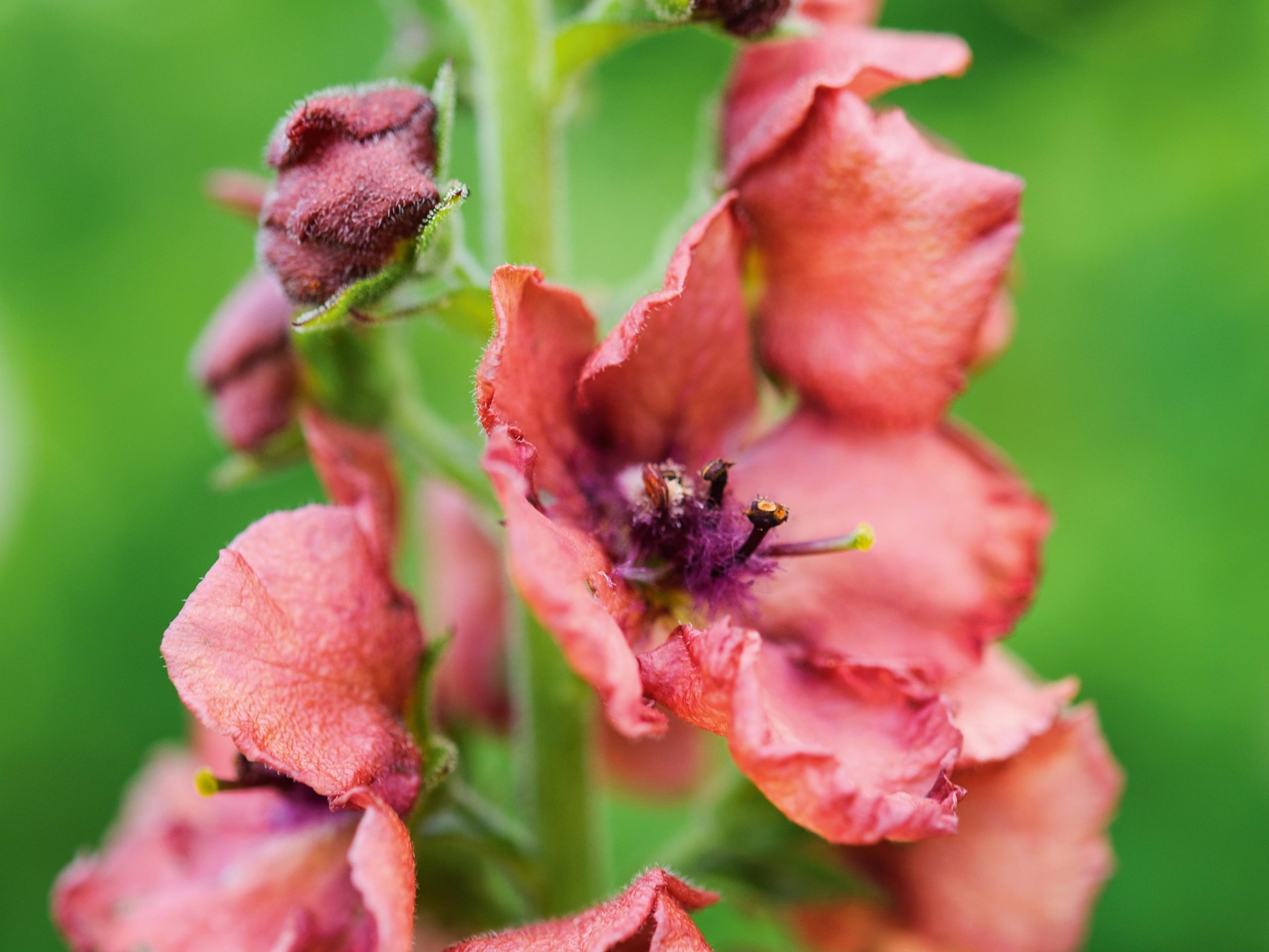Verbascum 'Petra'