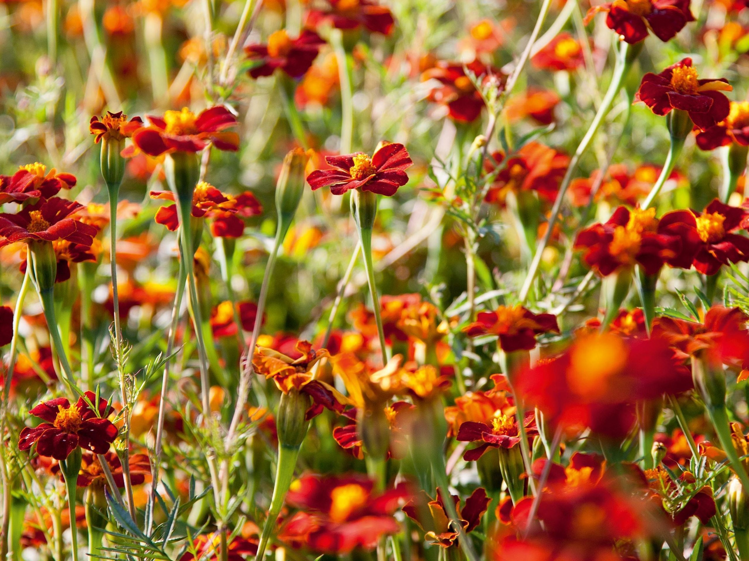 Tagetes Cinnabar