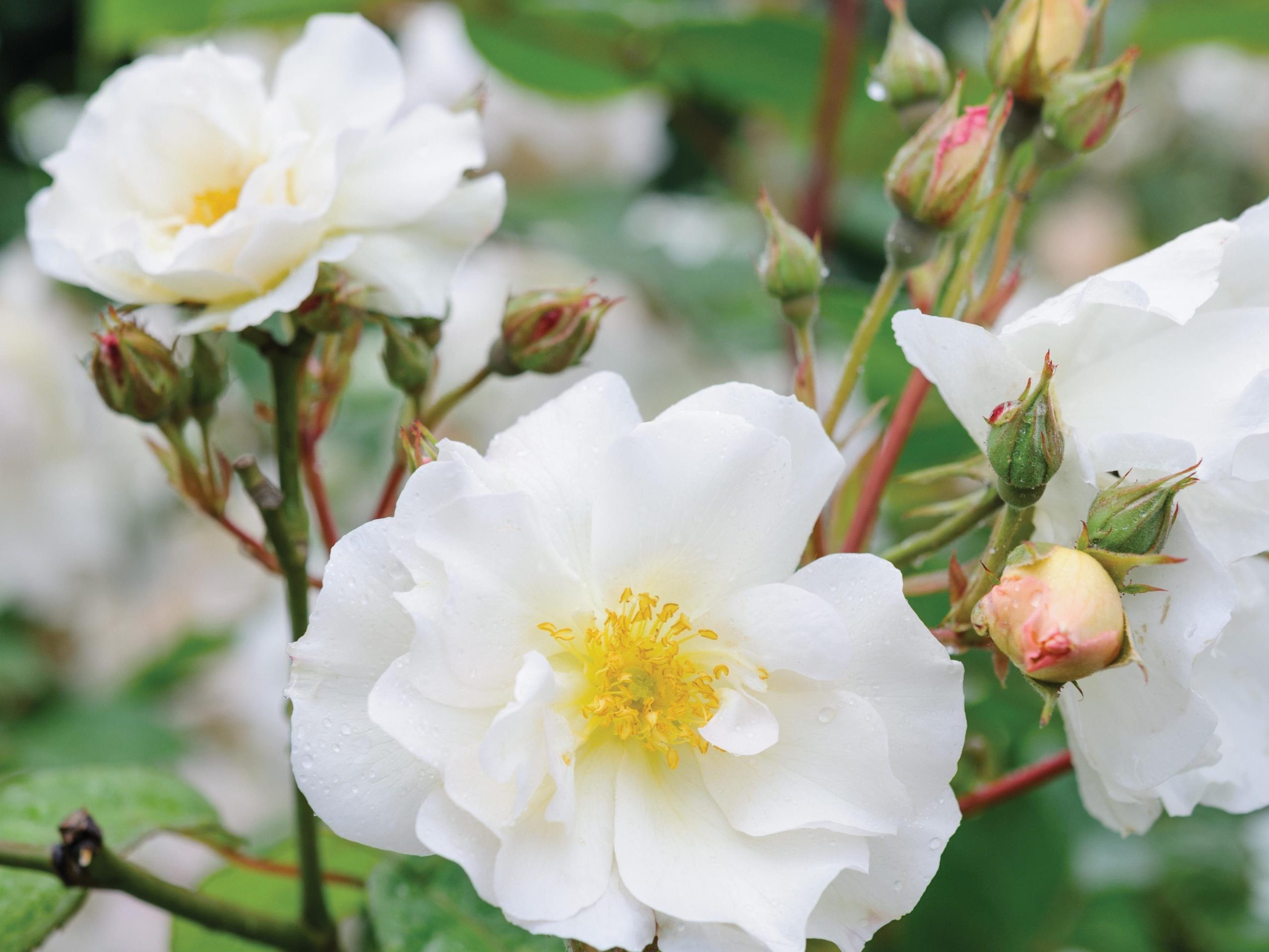 Rosa 'Penelope'