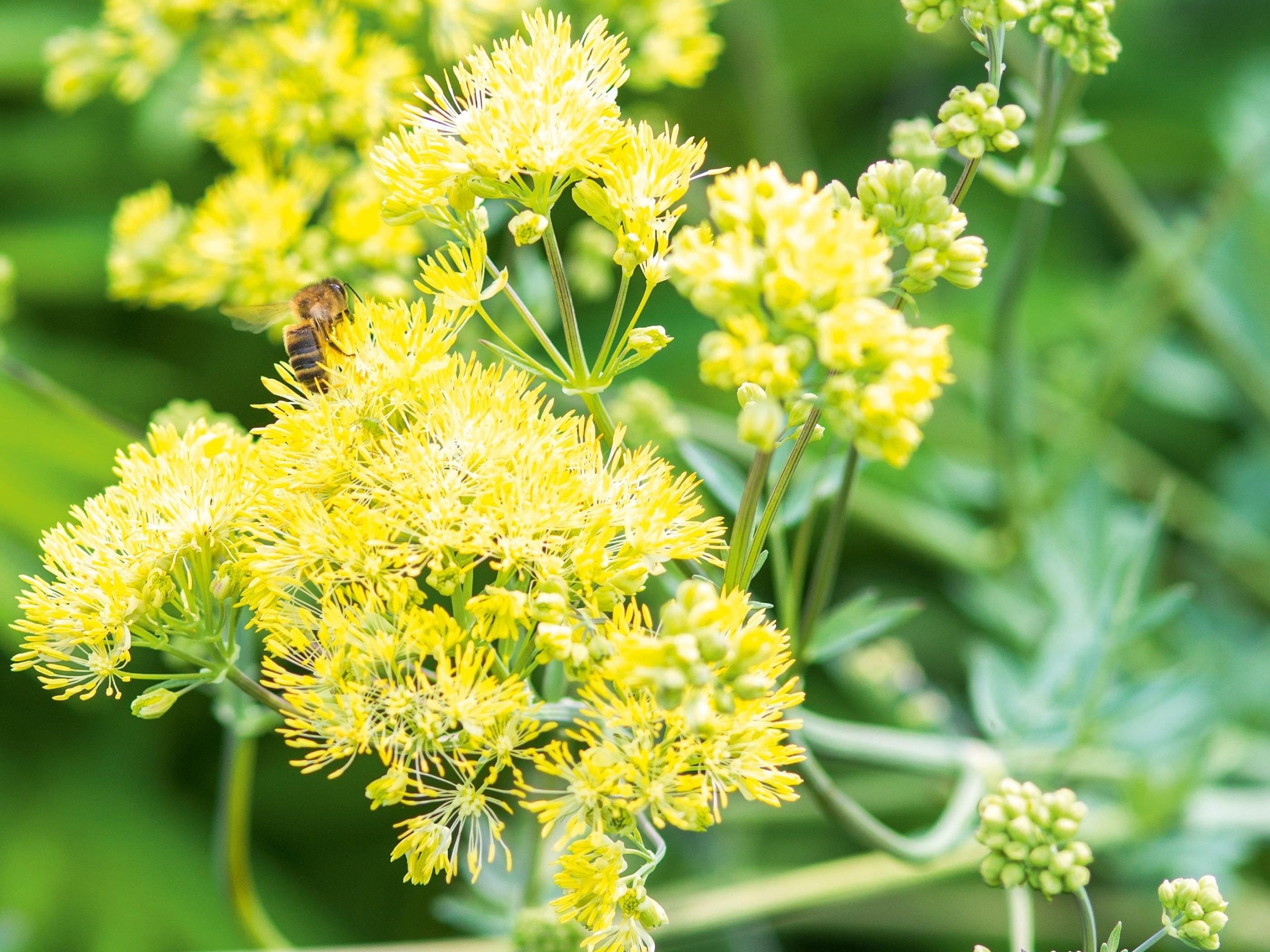 Thalictrum species