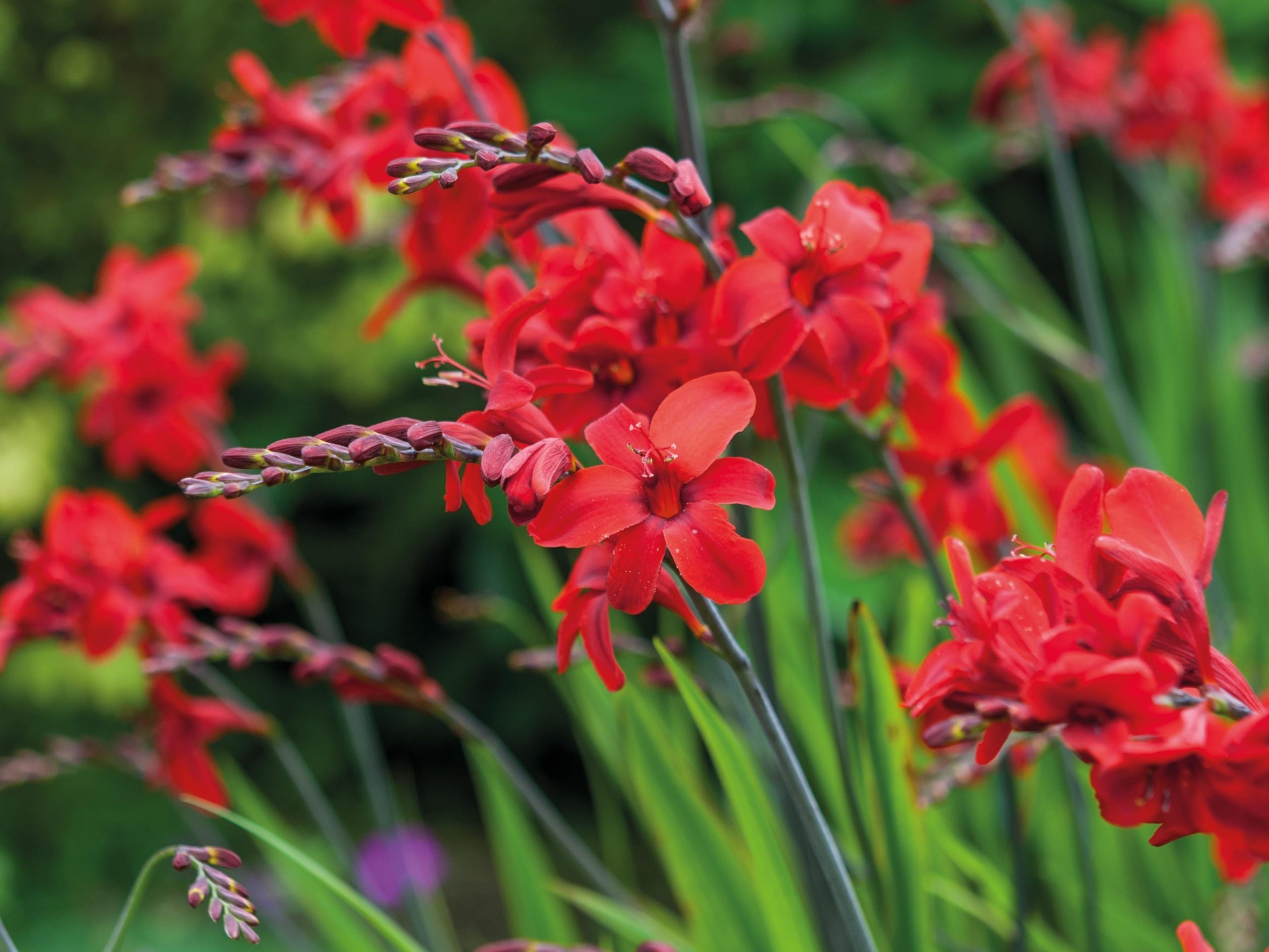 Crocosmia 'Hellfire'