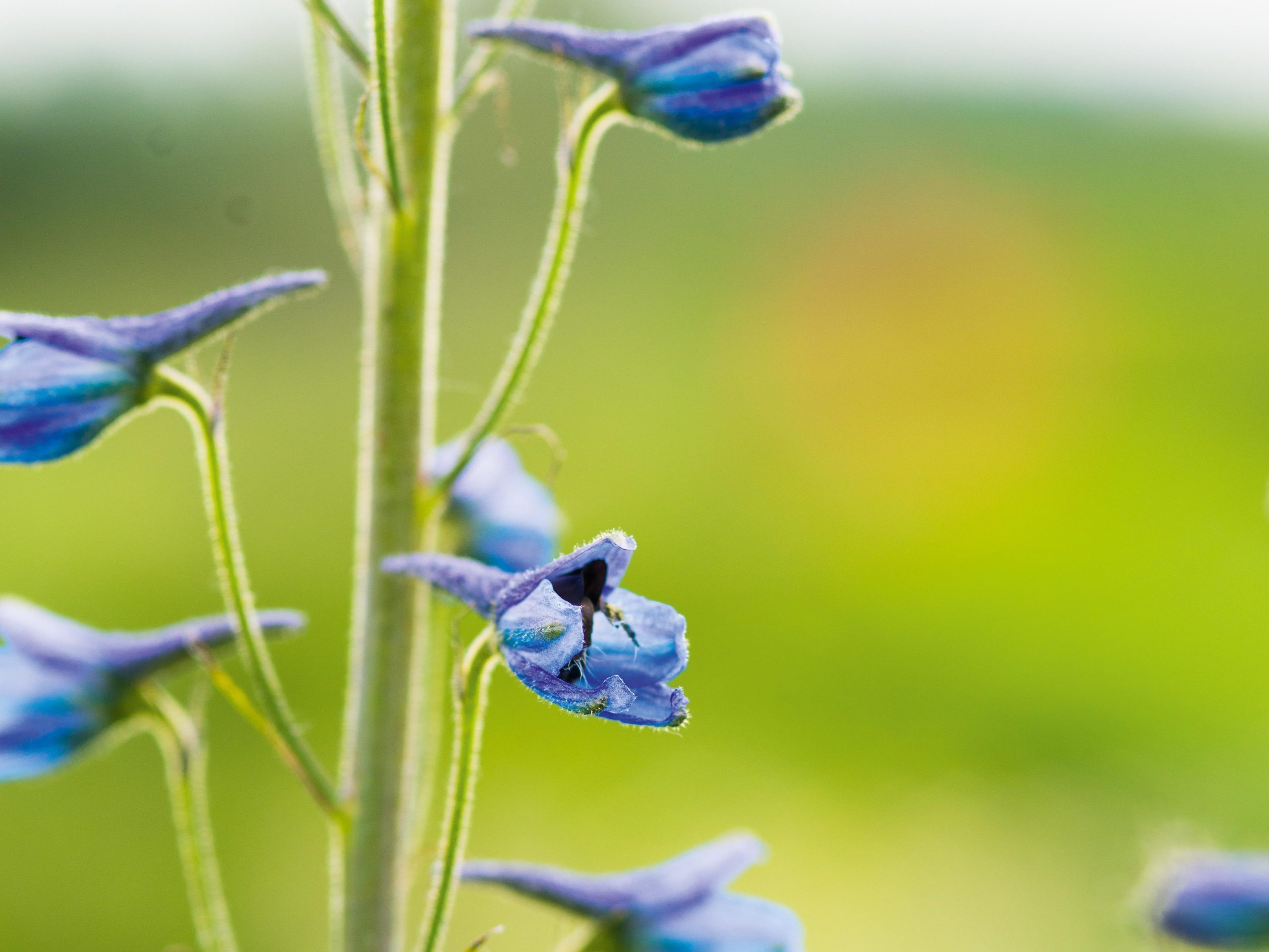 Delphinium elatum