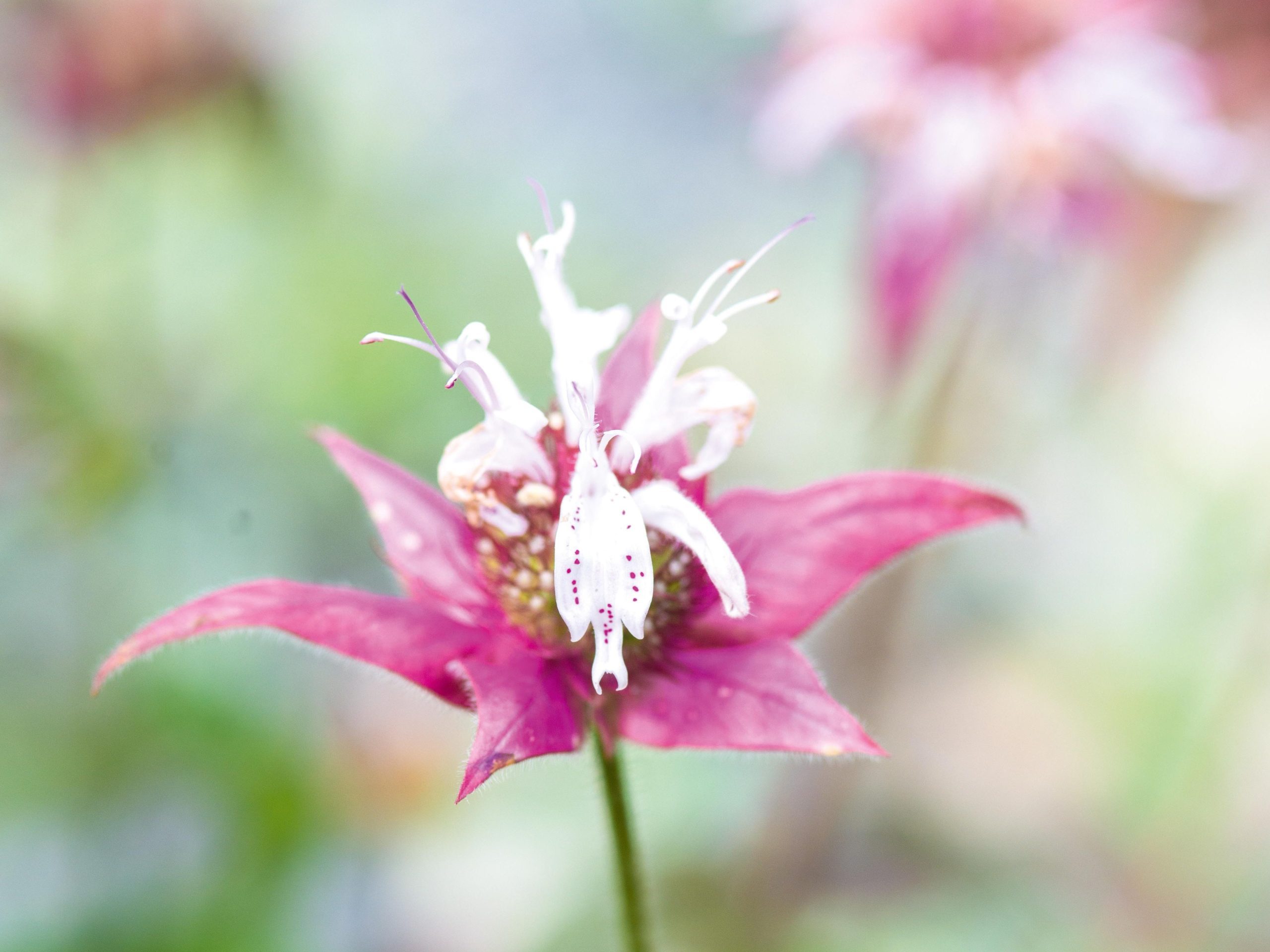 Monarda bradburiana