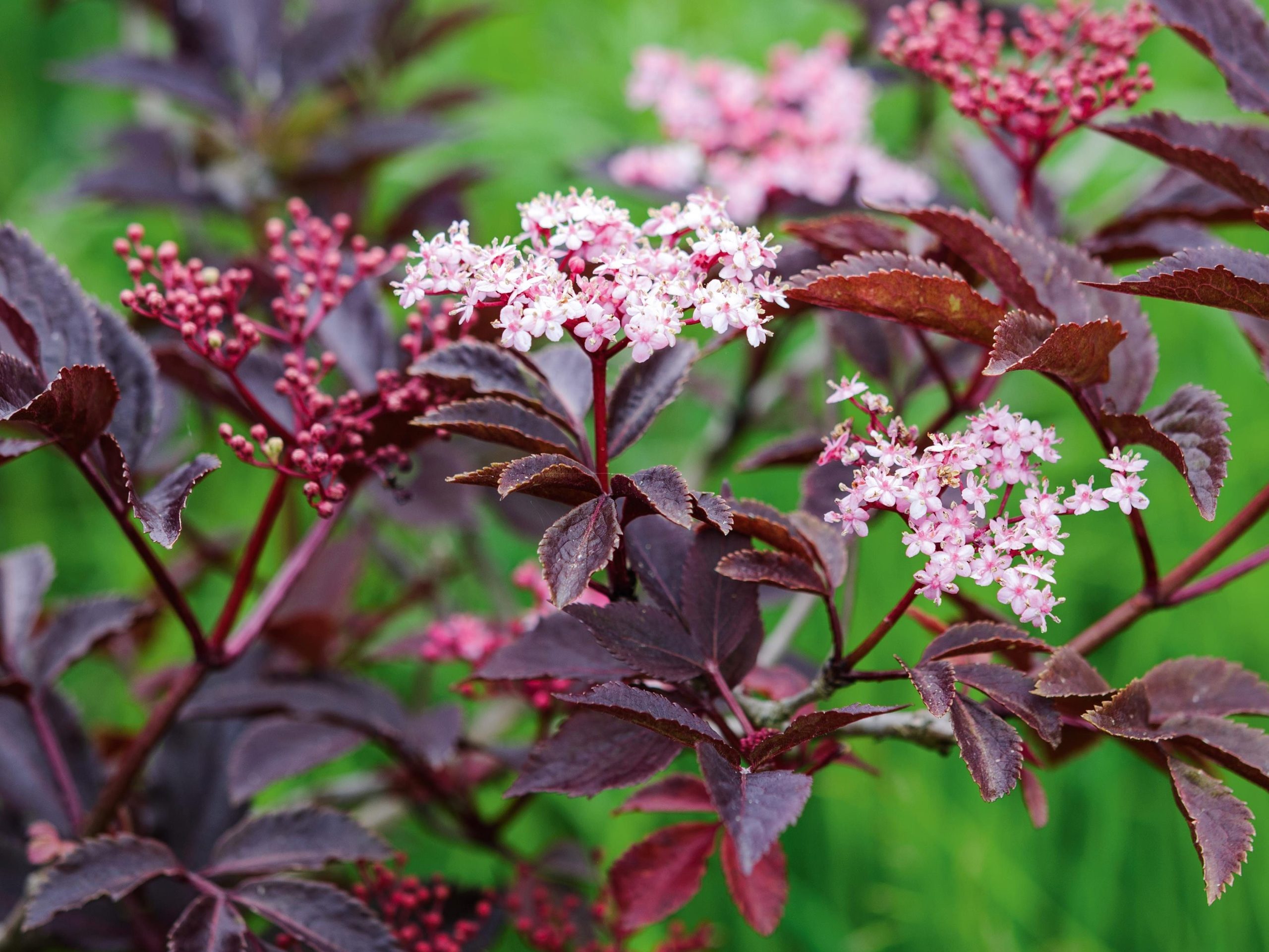 Sambucus nigra f. porphyrophylla 'Thundercloud'